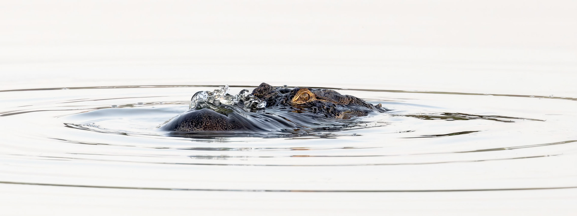 Gator 14, Carl Bazemore Bird Walk
