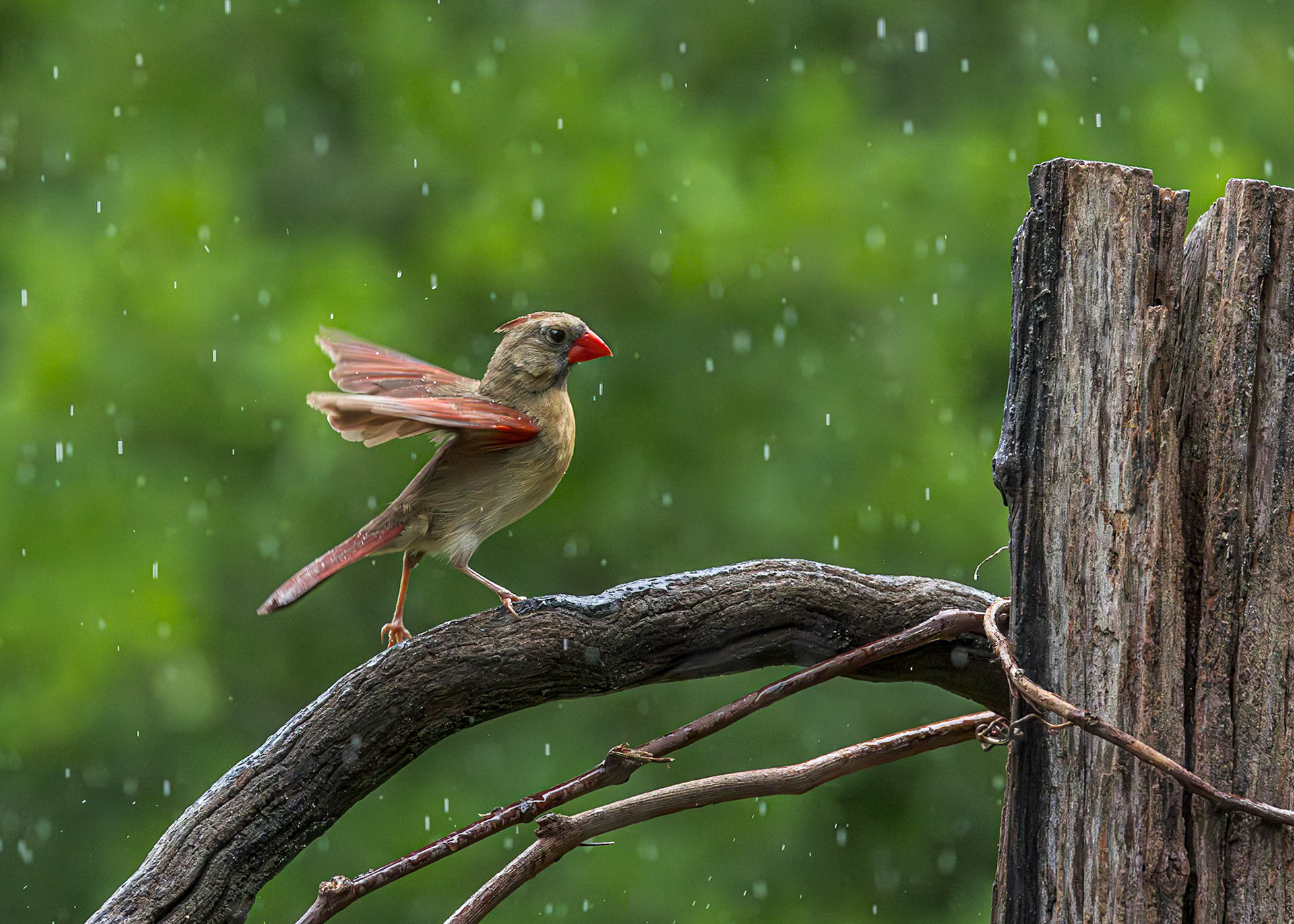 Cardinal 18, The Nut House, Clemson, SC