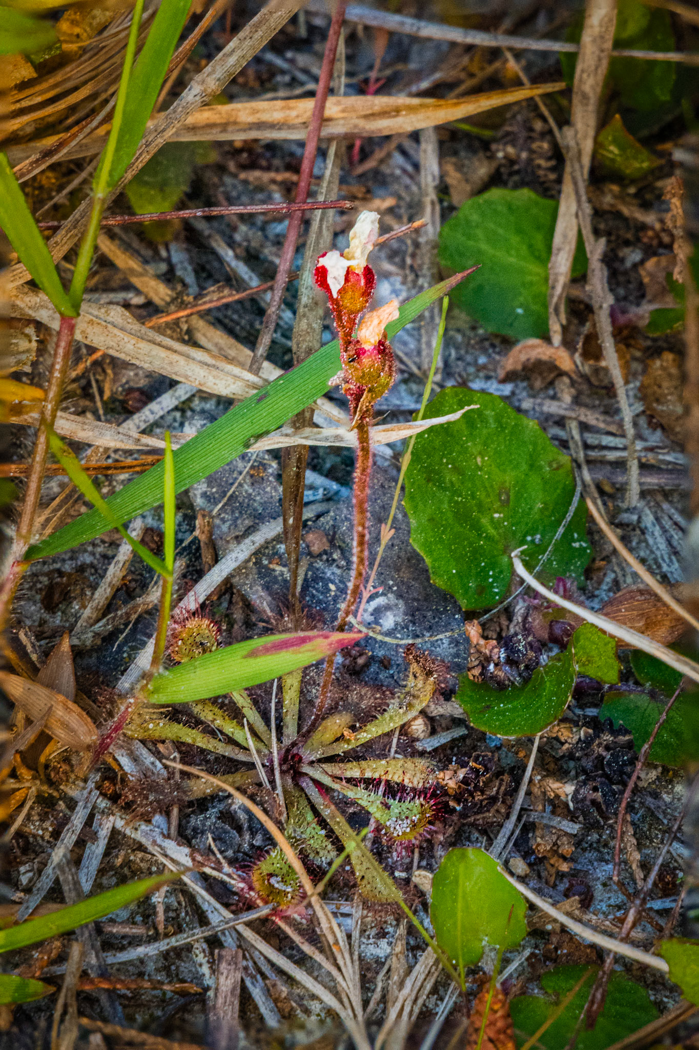 Short leaf sundew 1, Green Swamp Preserve