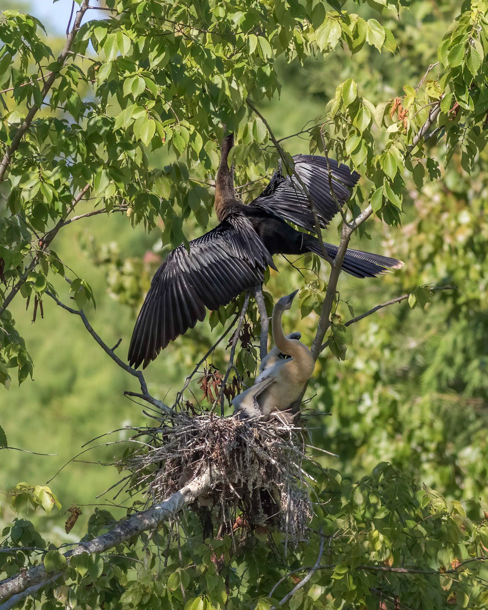 Anhinga nest 57, Sea Trail, Week of August 15, Nest 2
