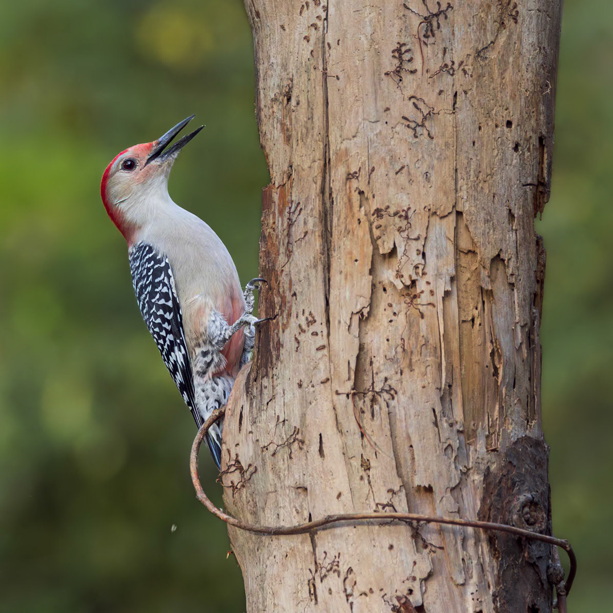 Red bellied woodpecker 6, The Nut House, Clemson, SC
