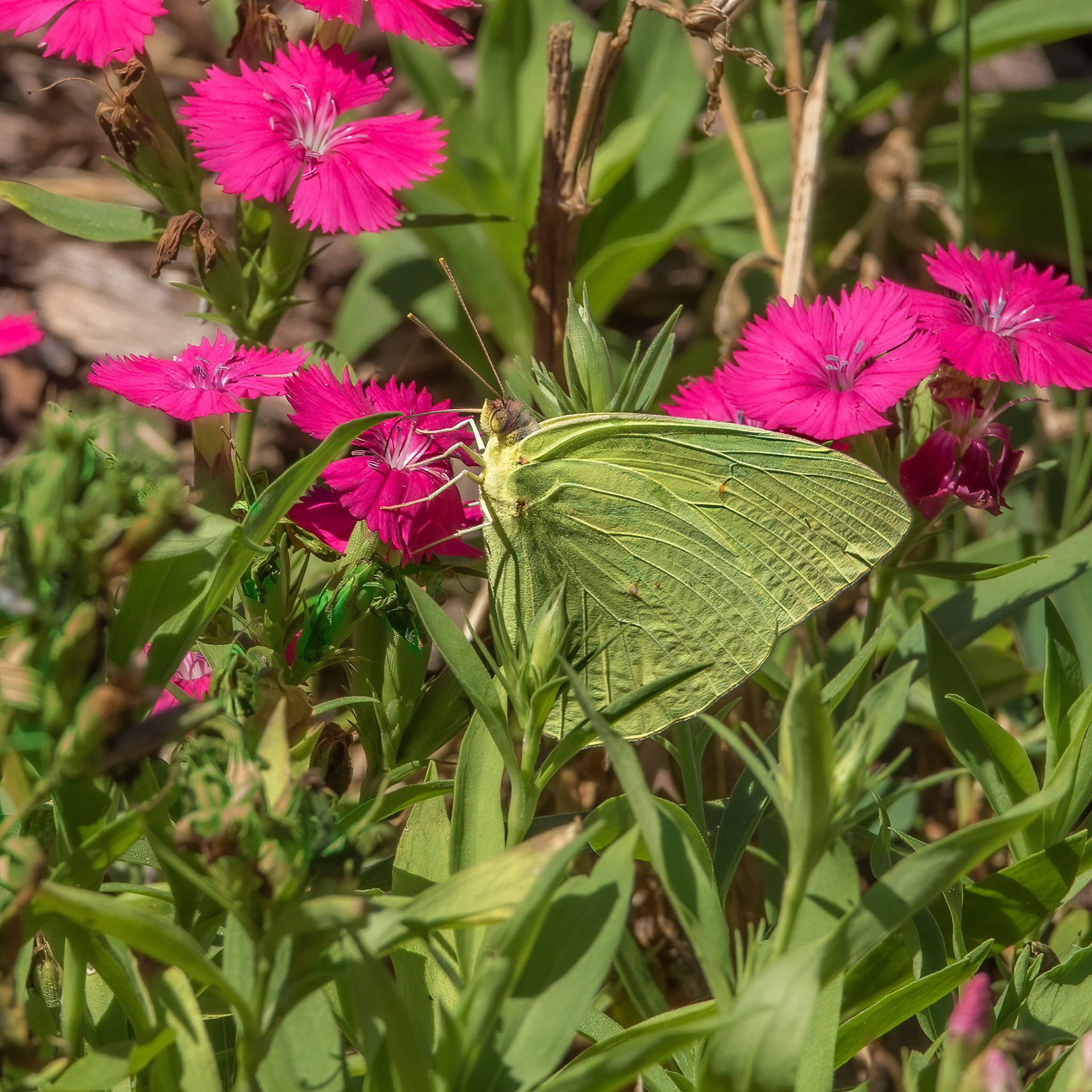 Cloudless Sulfur 1, Brunswick County Botanical Gardens