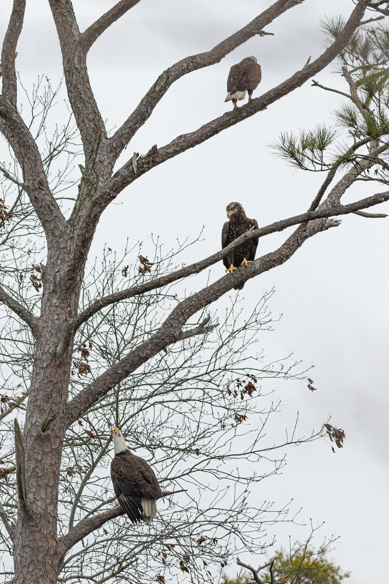 Bald Eagle 31, Carl Bazemore Platform, Sunset Beach