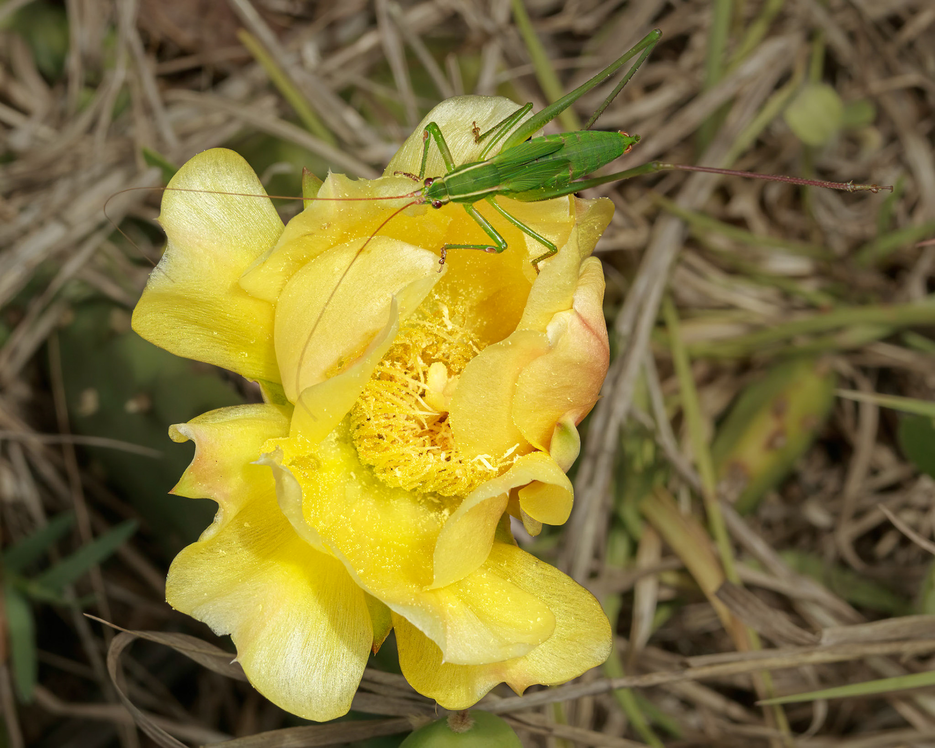 Prickly pear 1, OIB east end