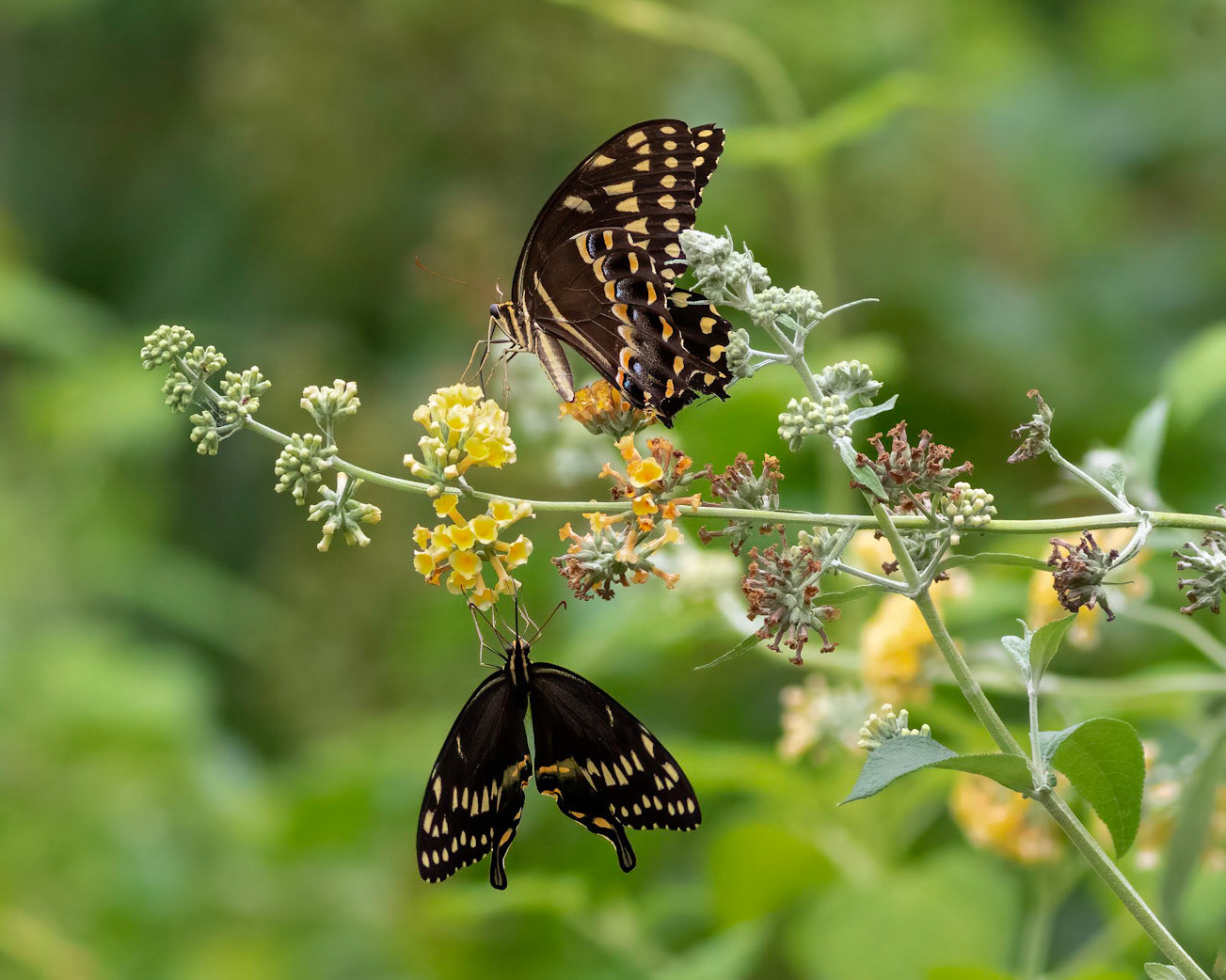 Palamedes swallowtails on lantana 1, Brunswick County Botanical Gardens