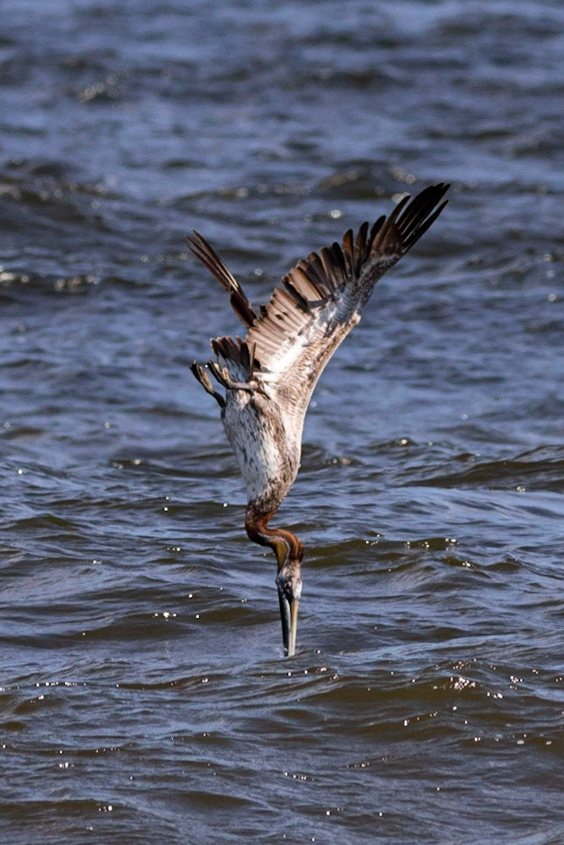 Pelicans Diving 24, OIB