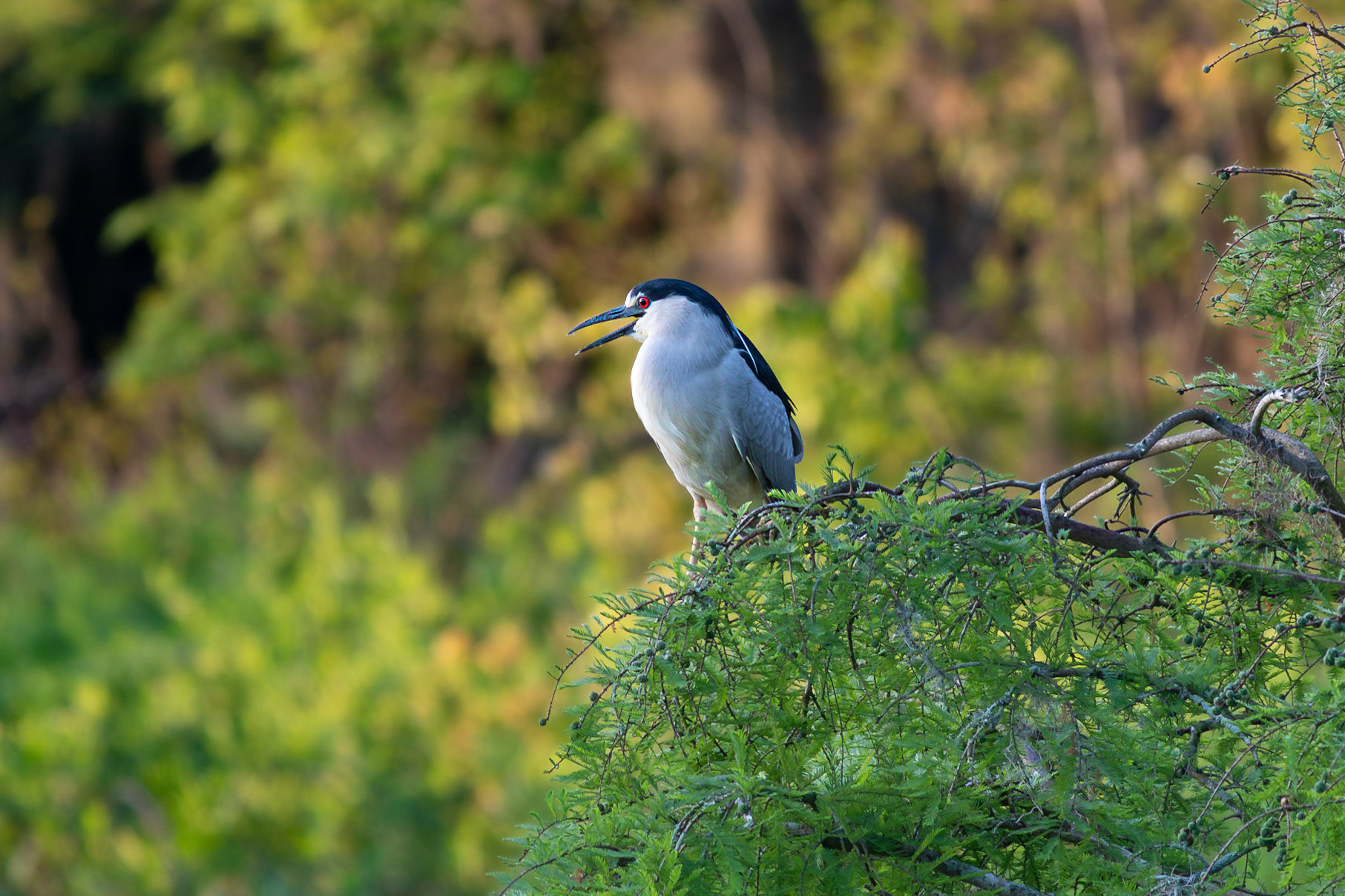 Black crowned night heron 1, Magnolia Plantation and Gardens, Audubon Swamp Garden
