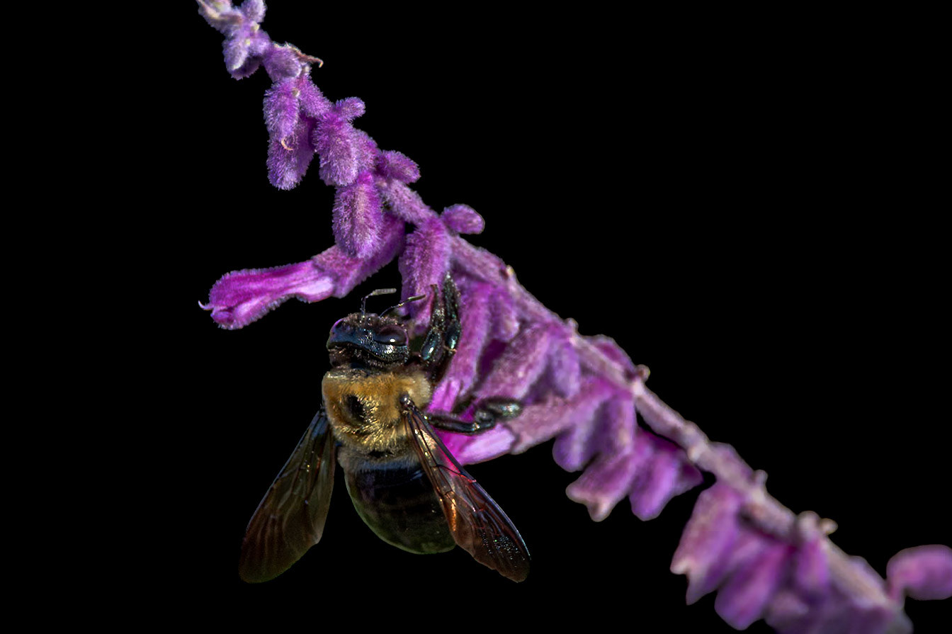 Bee 21 on Mexican bush sage, New Hanover County Arboretum