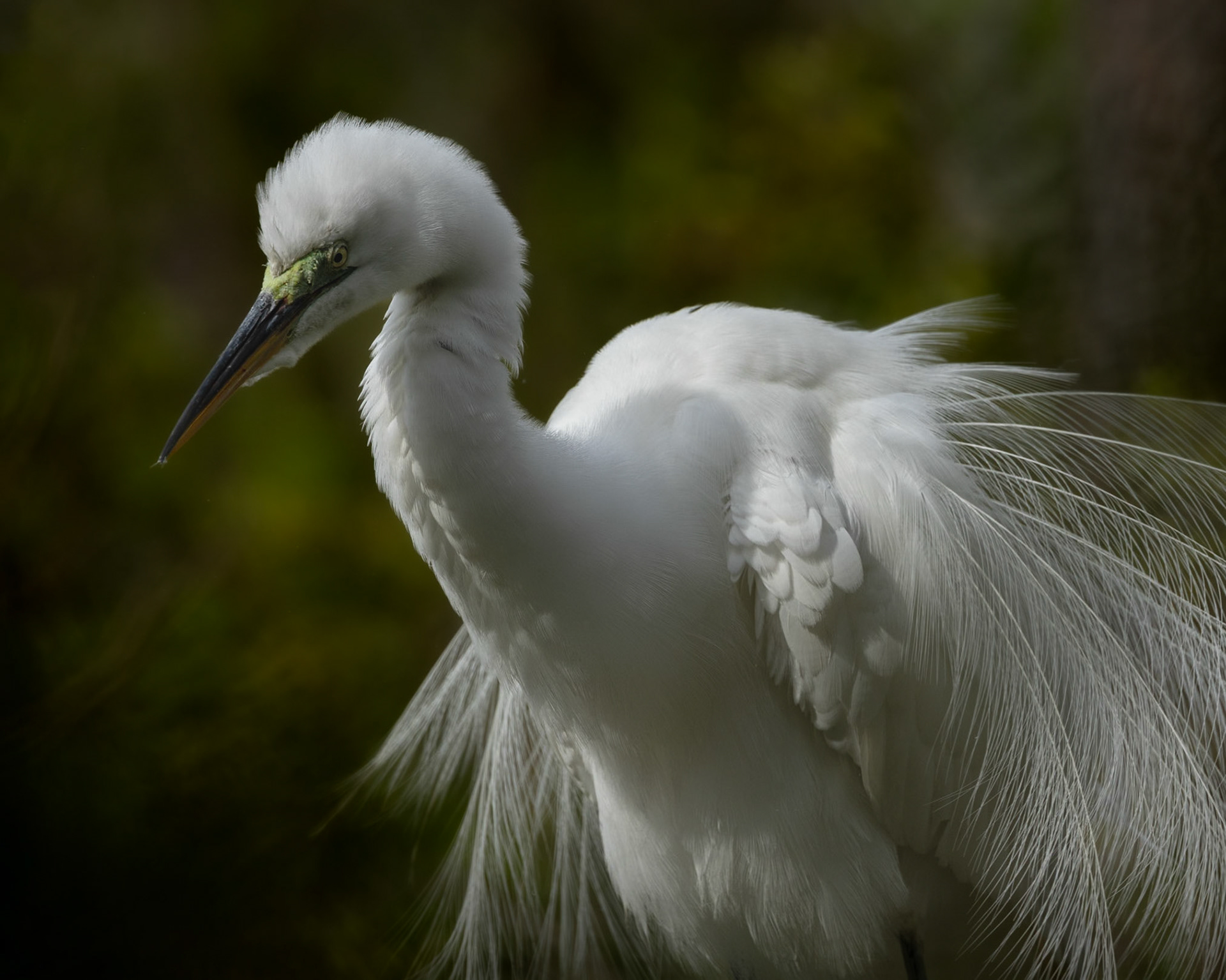 Great egret 95, Huntington Beach State Park