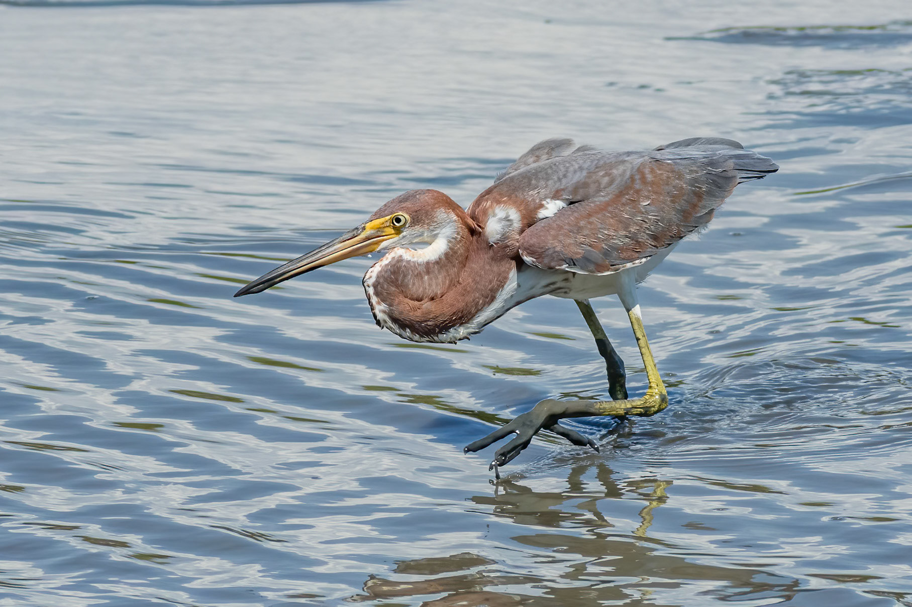 Tricolor 27, OIB gazebo behind chapel
