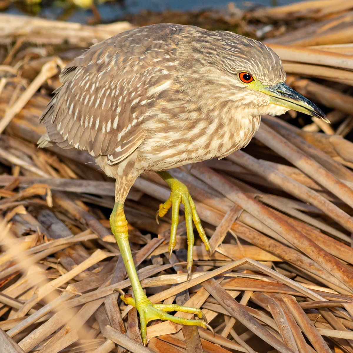 Black crowned night heron 1, juvenile, Carl Bazemore platform