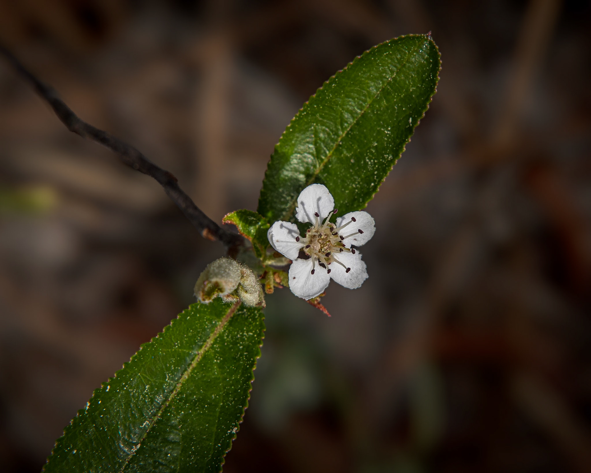 Chokeberry 3, Green Swamp Preserve