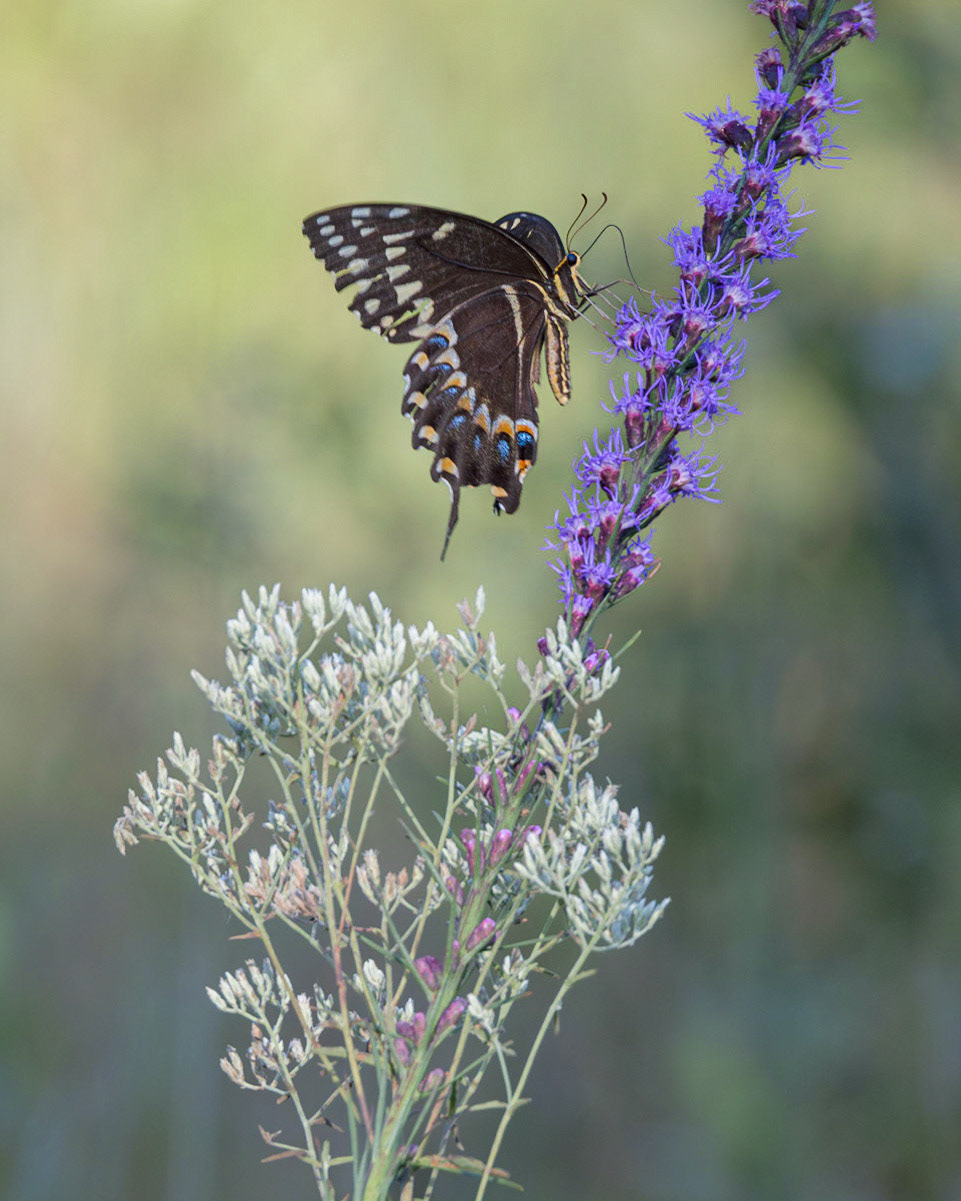 Palamedes swallowtail on dense blazing star 3, Green swamp area