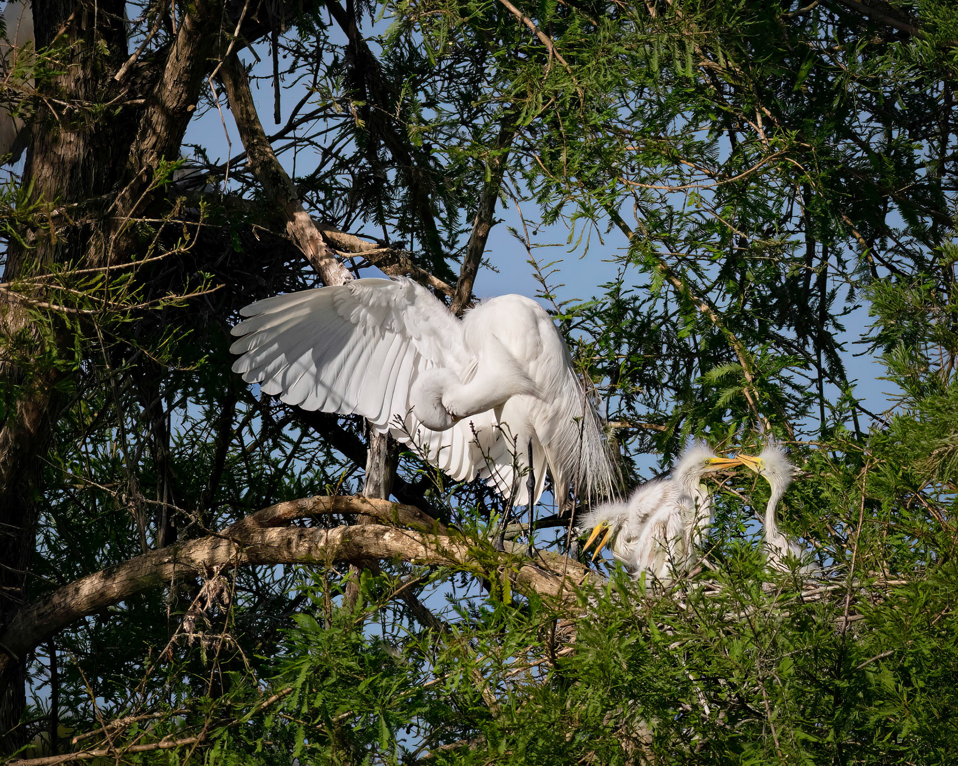 Great egret 56, Magnolia Plantation and Gardens, Audubon Swamp Garden