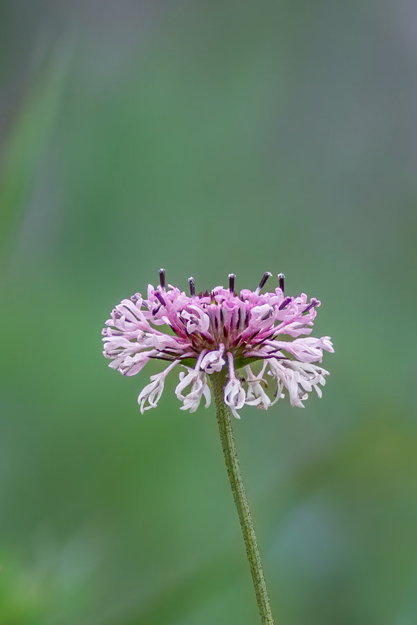 Grassleaf Barbara's-Buttons 1, Green Swamp Area