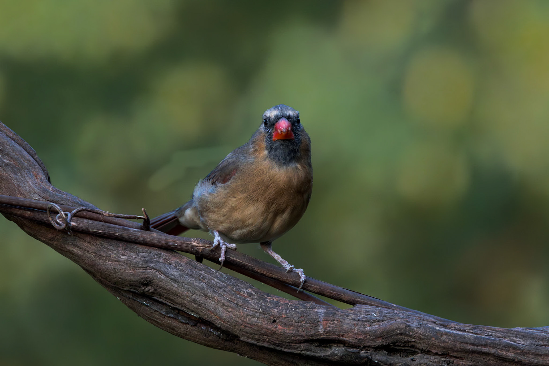 Female cardinal 6, The Nut House, Clemson,. SC