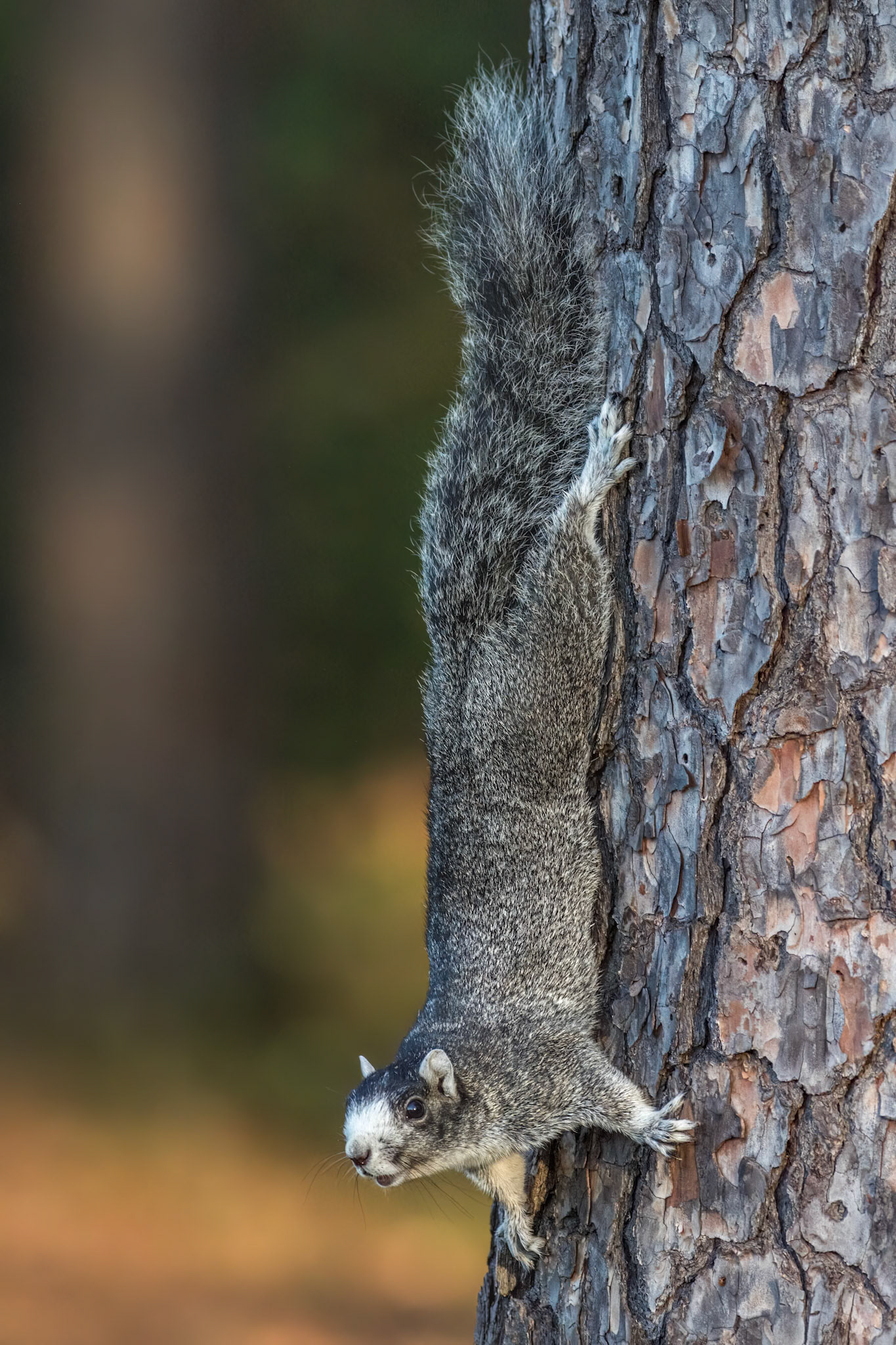 Fox squirrel 1, Sea Trail
