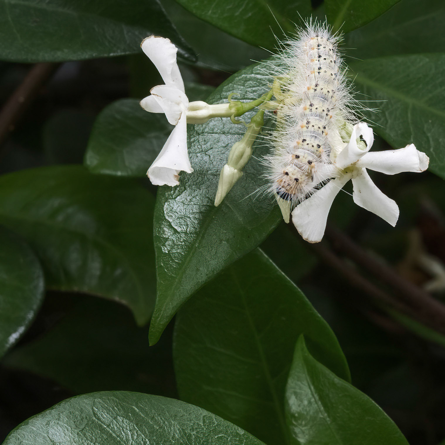 Confederate Jasmine 1, Brunswick County Botanical Gardens