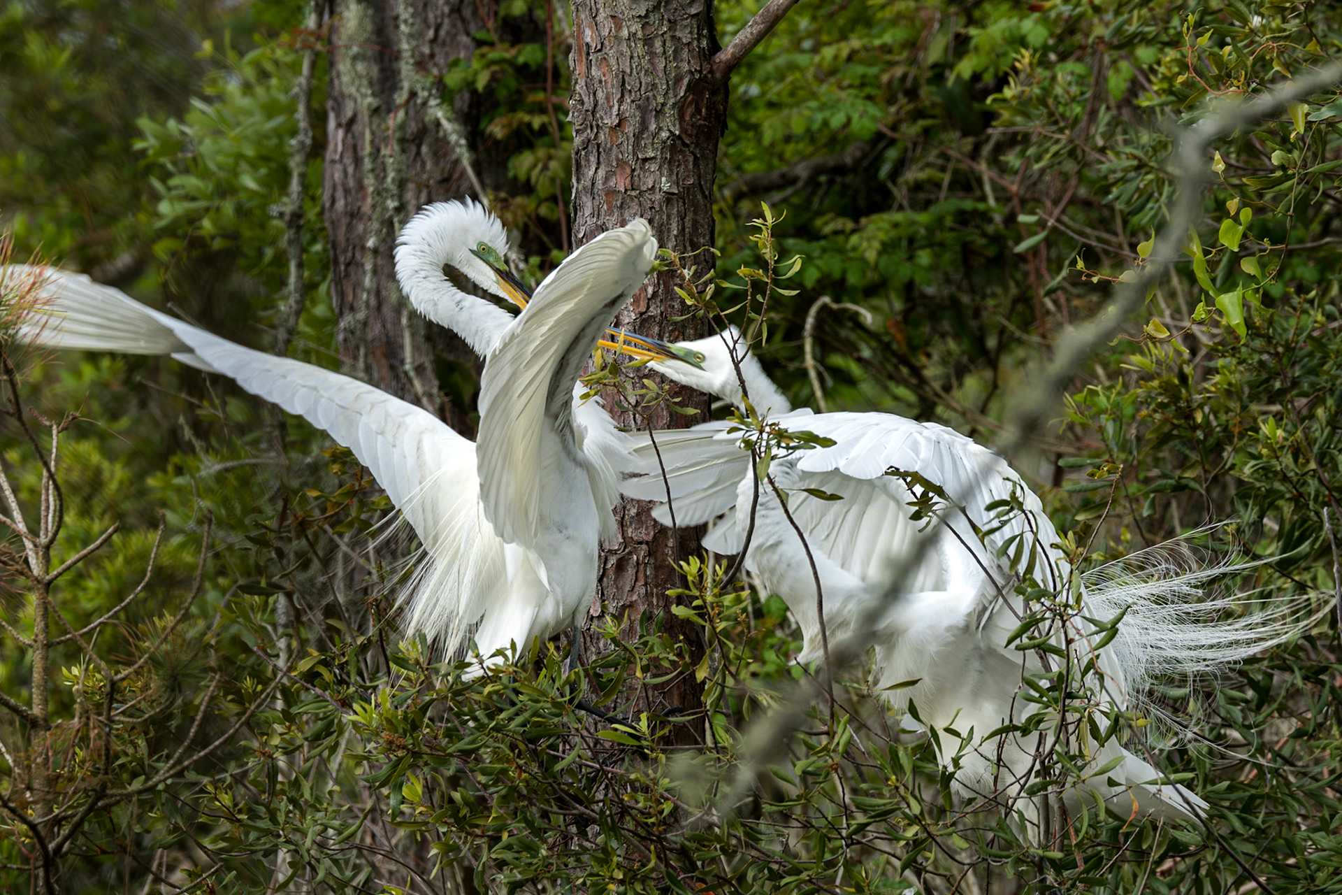 Great egret 90, Huntington Beach State Park