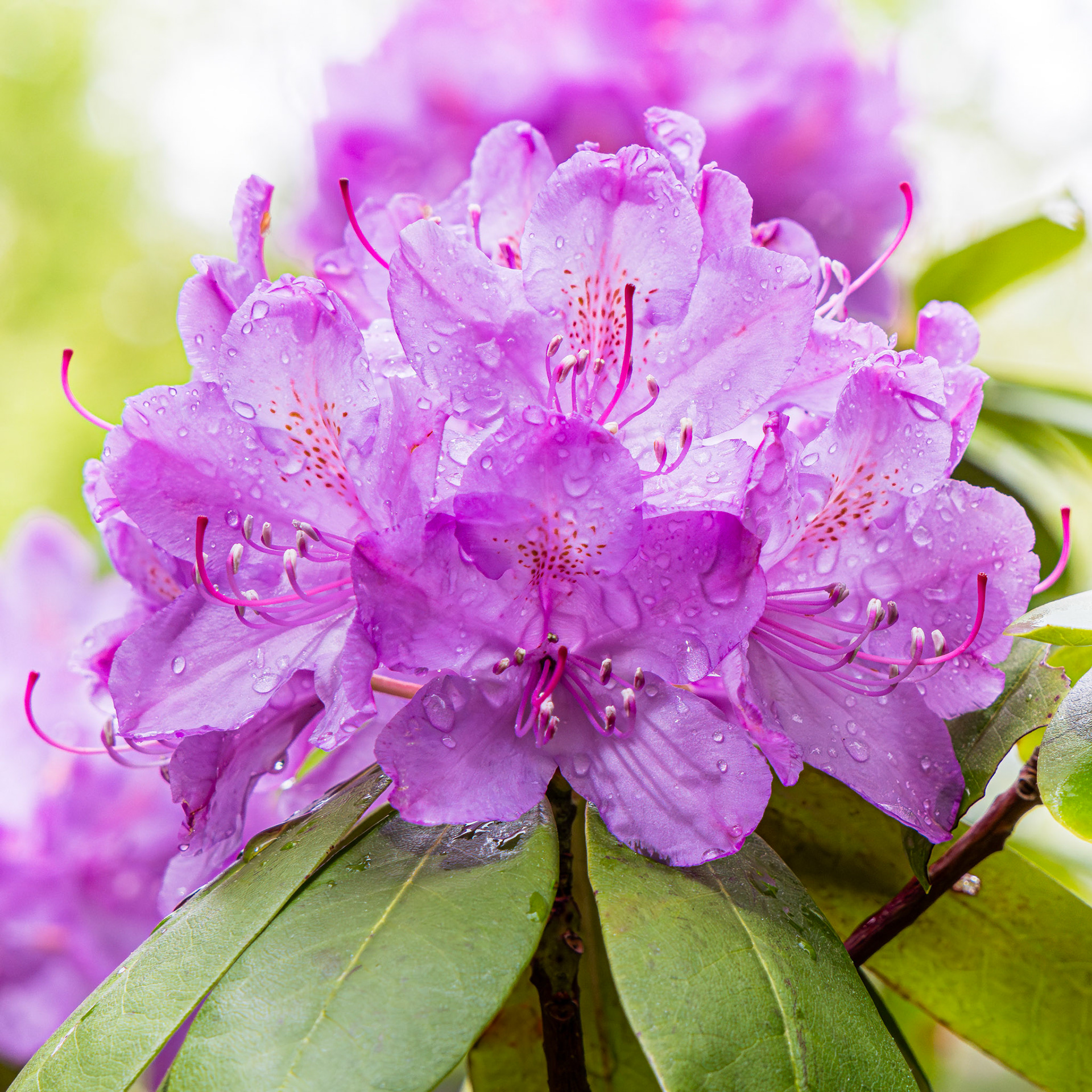 Rhododendron 1, Grandfather Mountain State park, NC