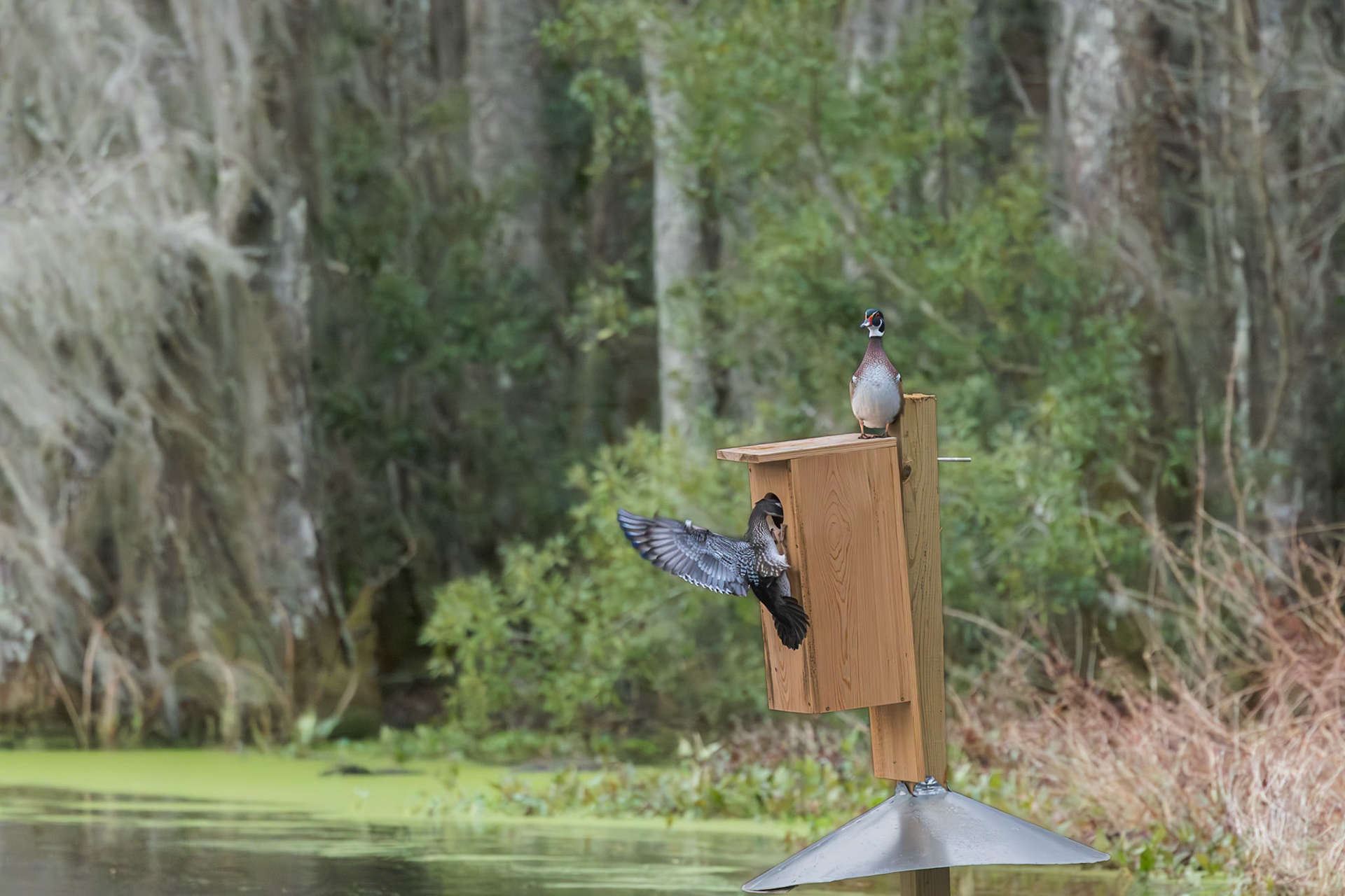 Wood duck 4, Magnolia Plantation Audubon Swamp Garden