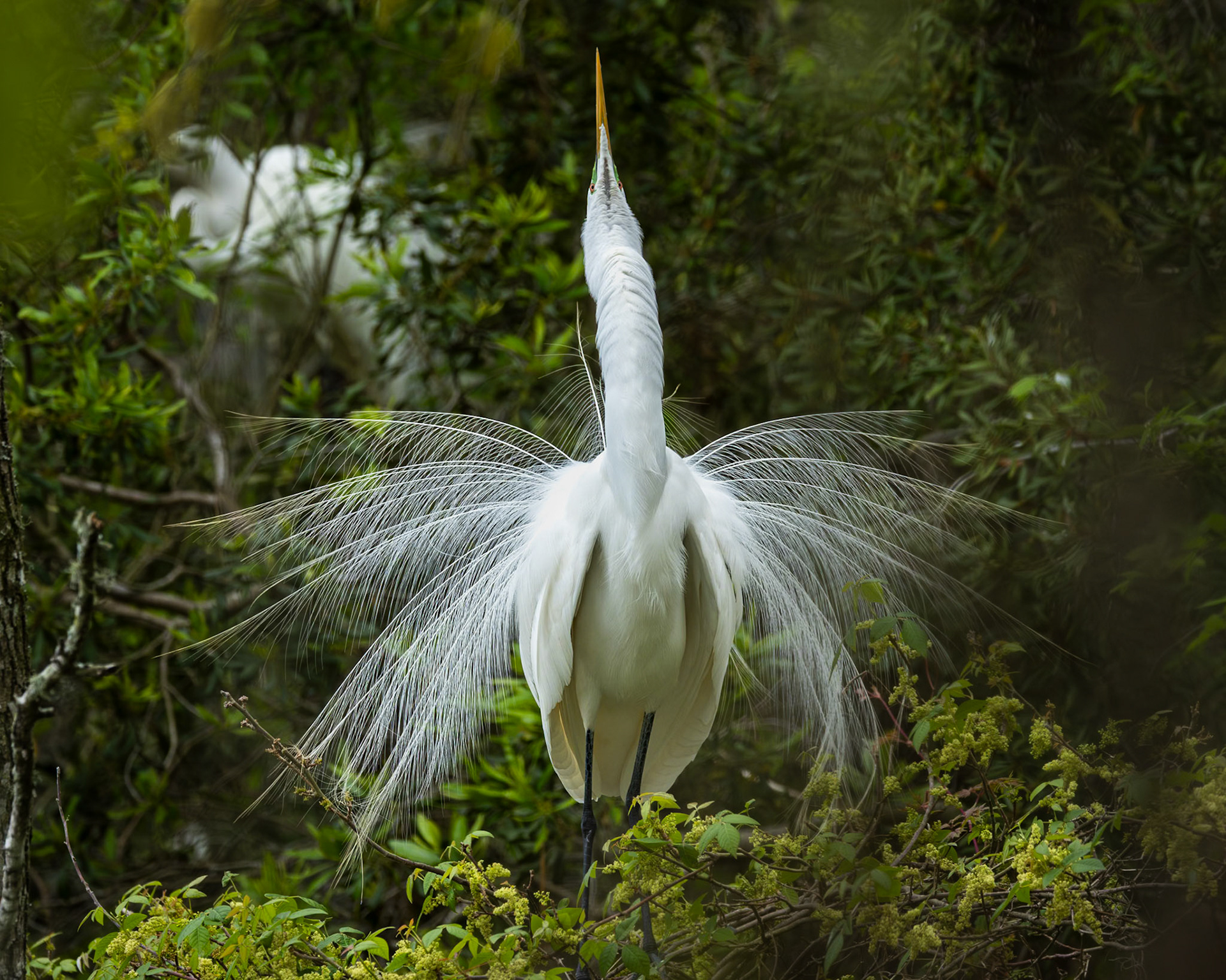 Great egret 78, Huntington Beach State Park