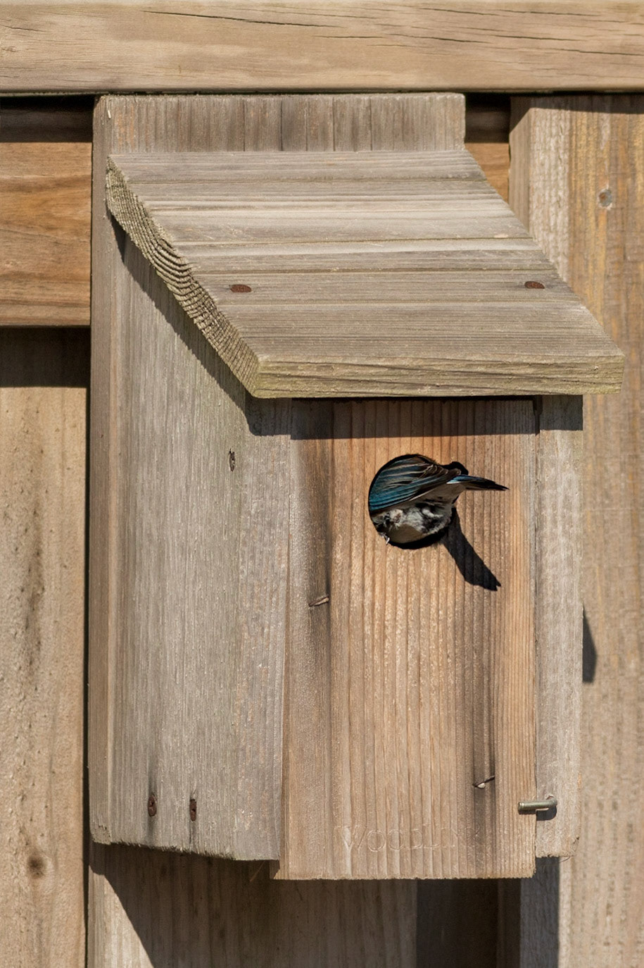 Eastern bluebirds 58, OIB