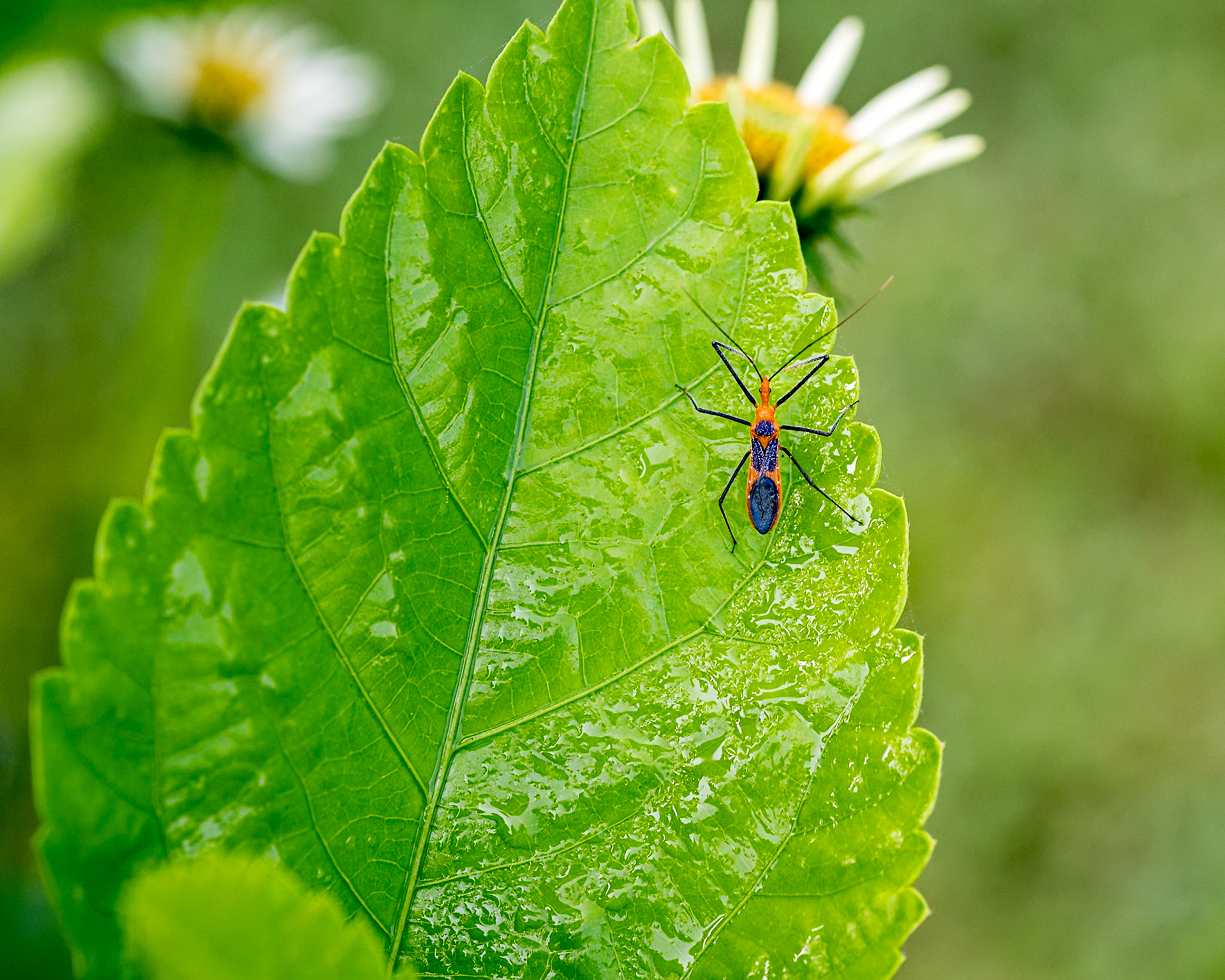 Assassin bug 3, Private home in Calabash, NC