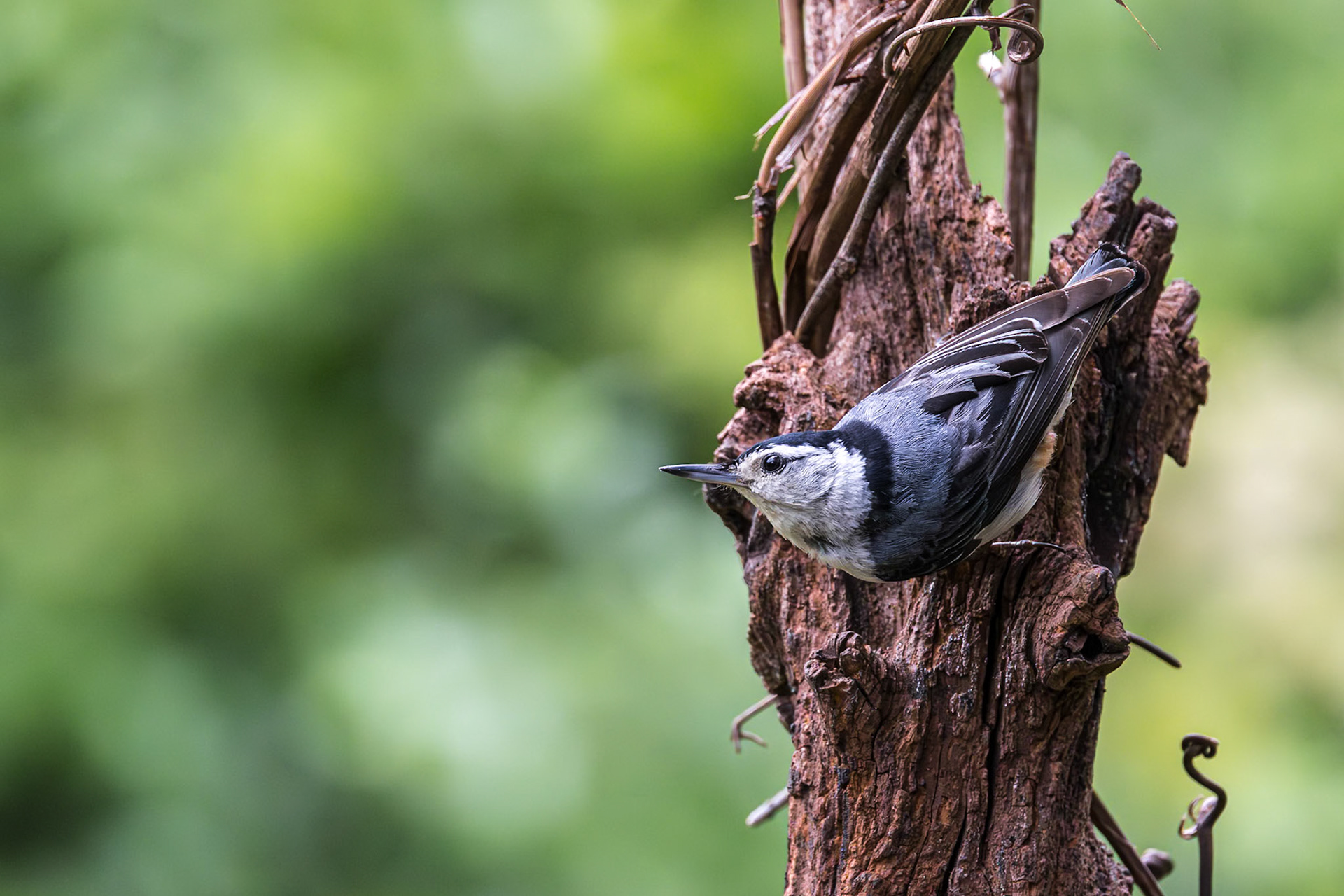 White breasted nuthatch 1, The Nut House, Clemson, SC