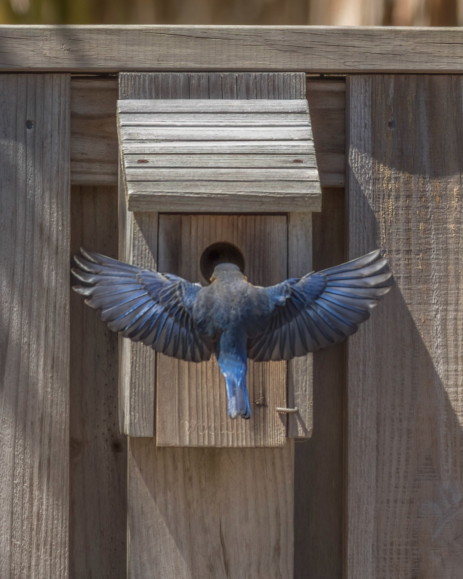 Eastern bluebirds 49, OIB
