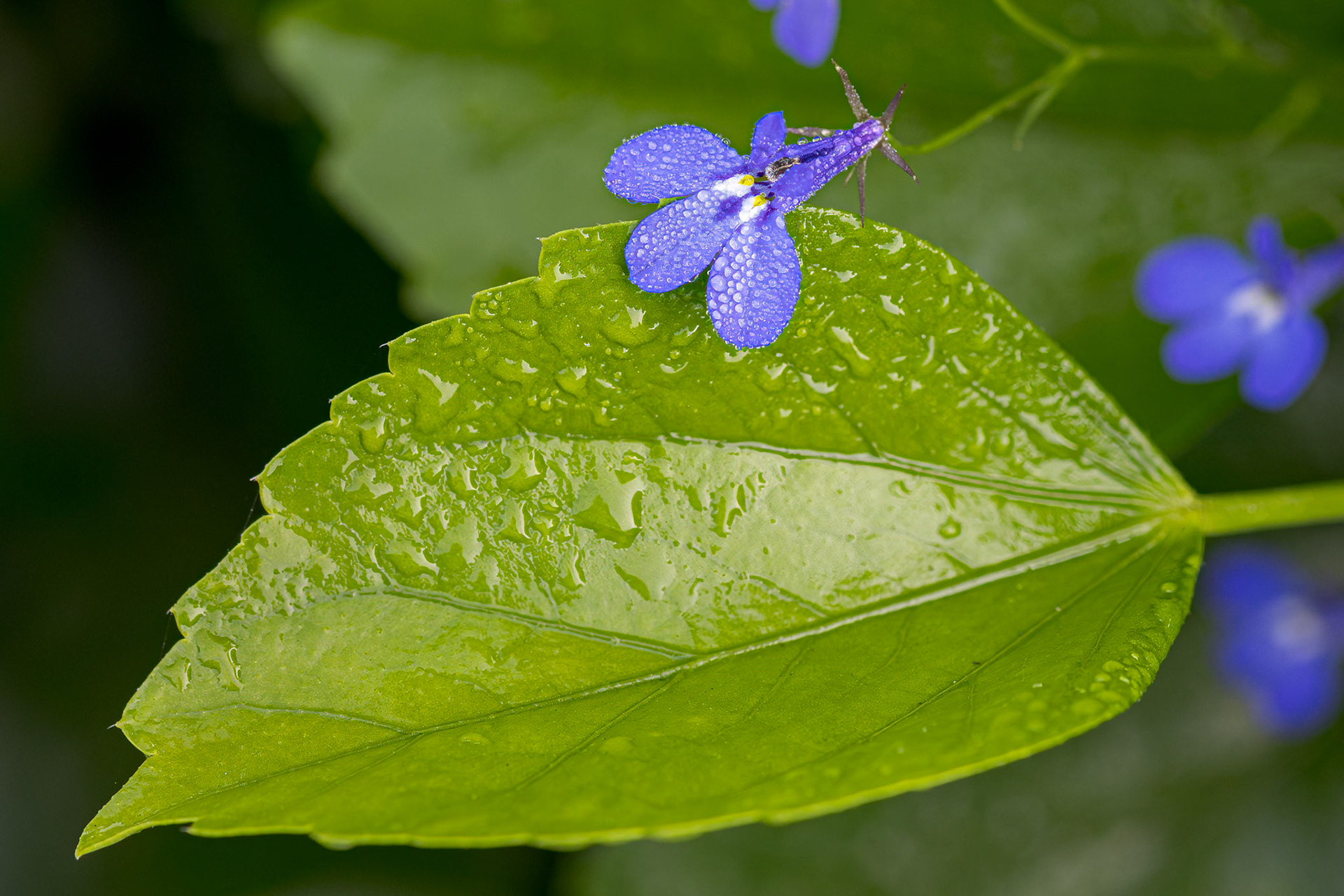 Lobelia 3, Private home in Calabash, NC