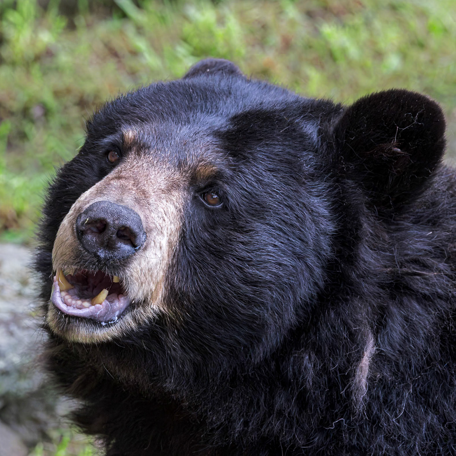 Black bear 23, Grandfather Mountain, NC