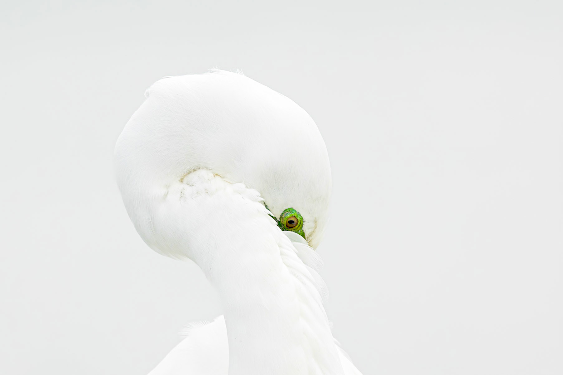 Great egret 97, Huntington Beach State Park
