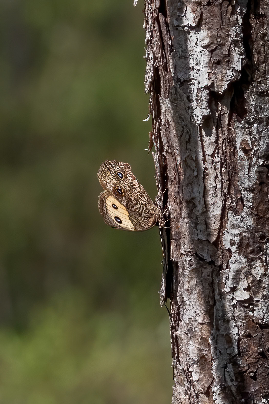 Common wood nymph 1, Green Swamp
