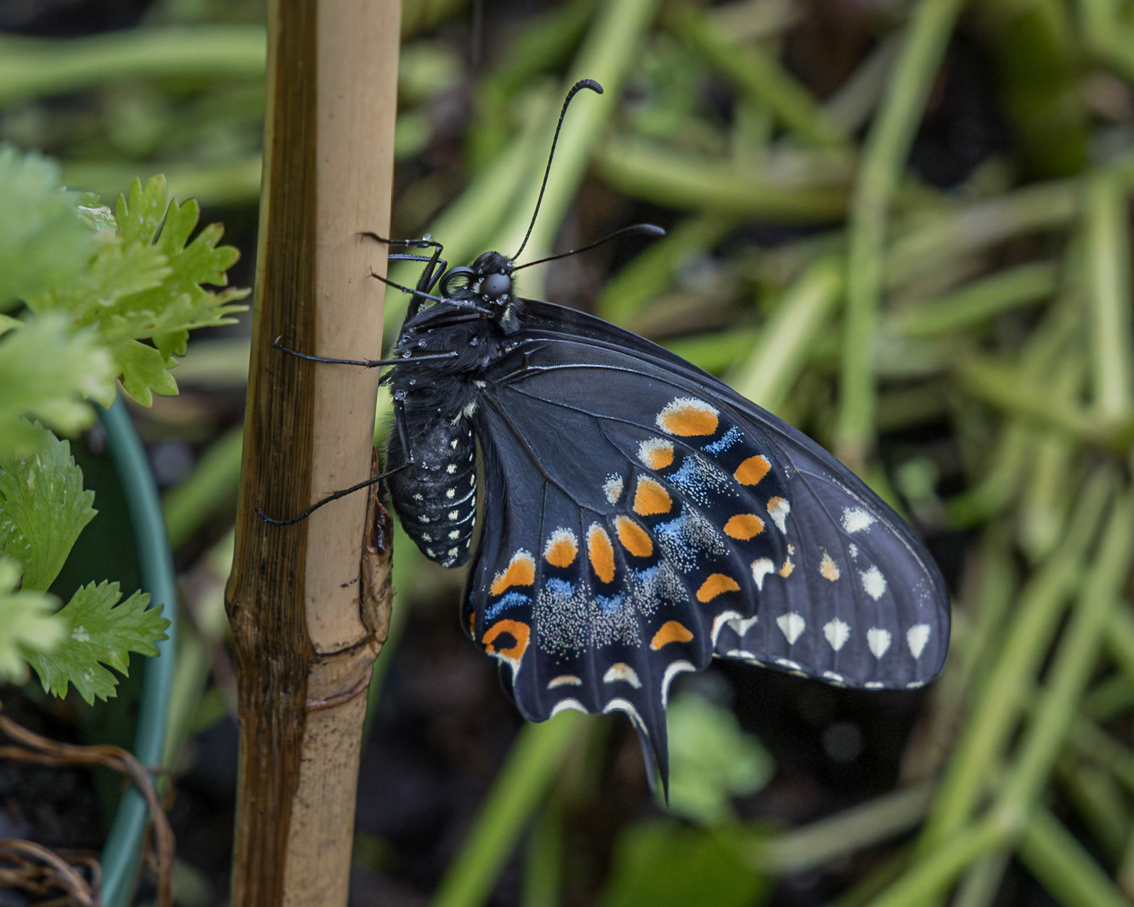 Black swallowtail hatching 10, Private home in Calabash, NC