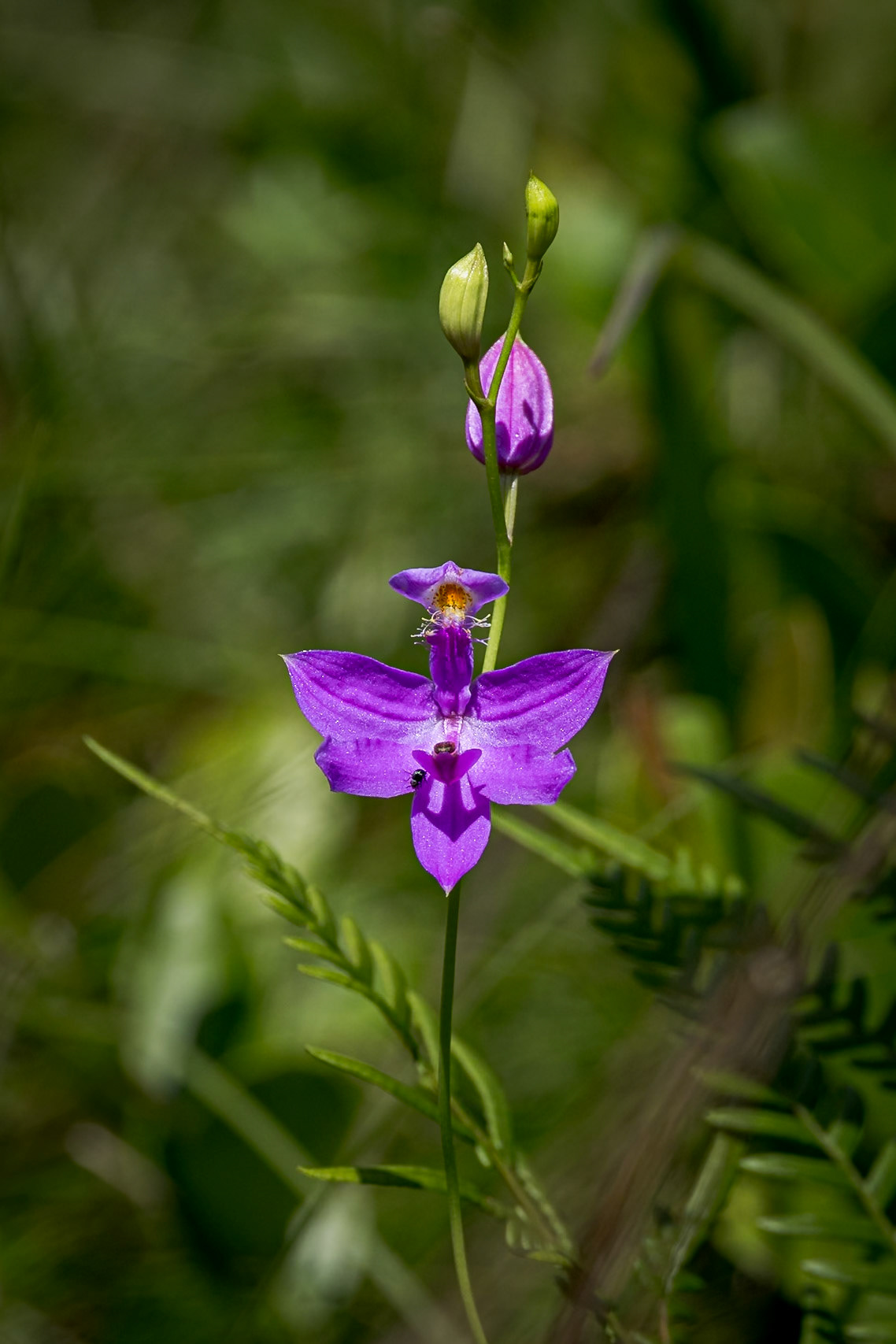Grass pink orchid 25, Green Swamp Preserve