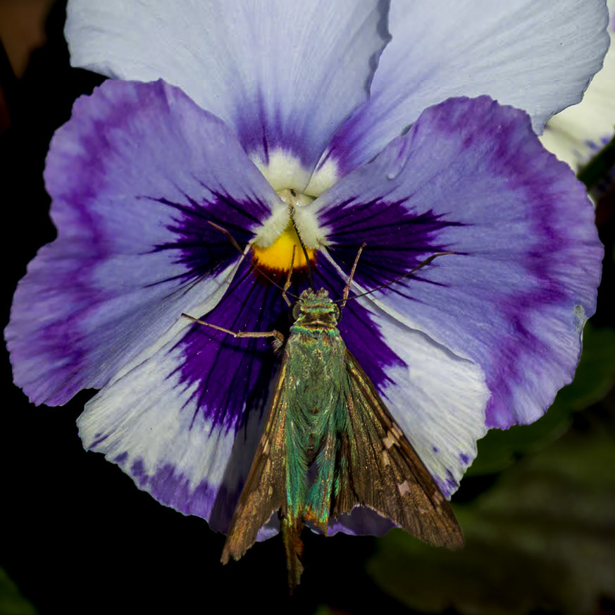 Long tailed skipper 11 on pamnsy, Brunswick COunty Botanical Gardens