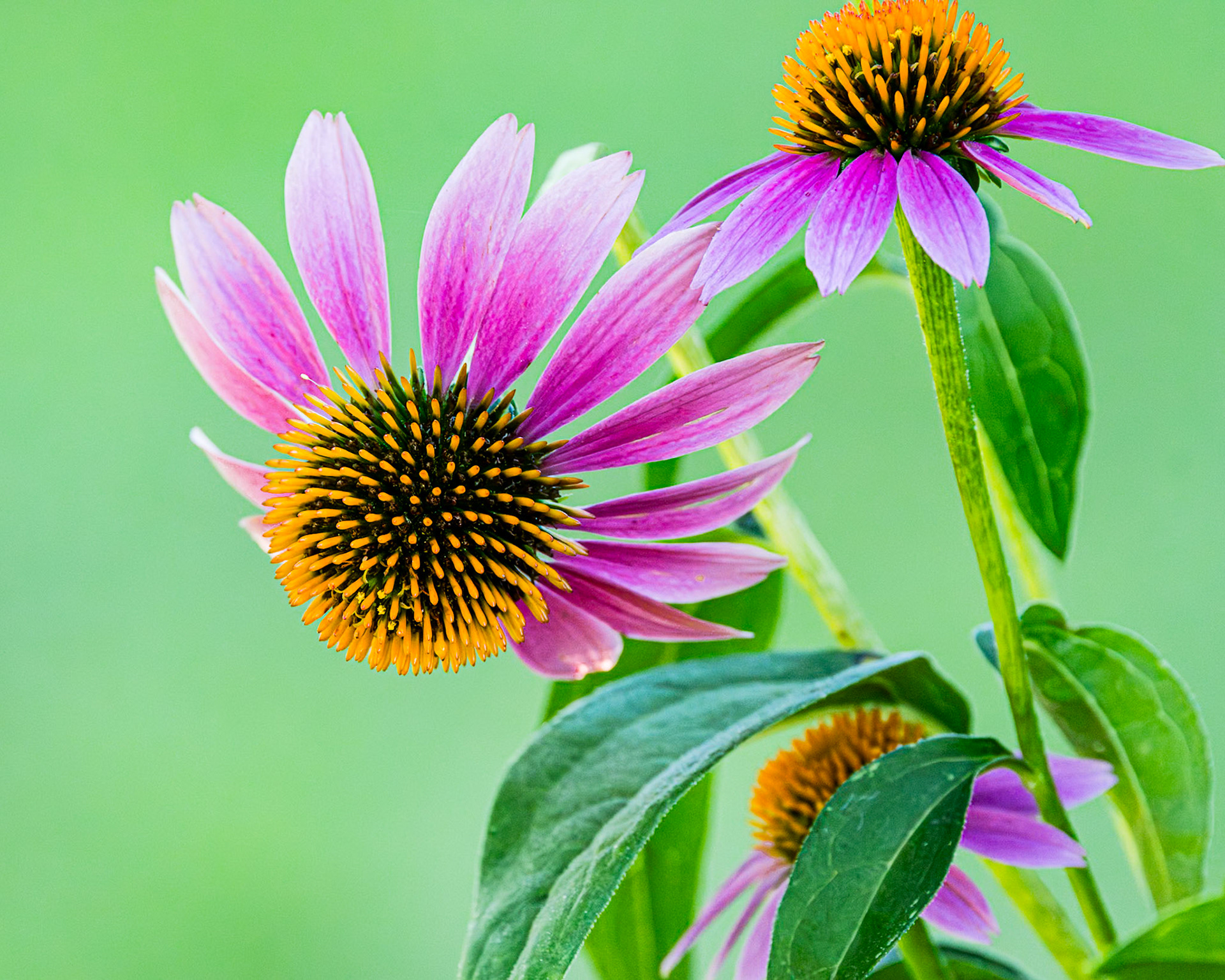 Coneflower 10, Private home in Calabash, NC