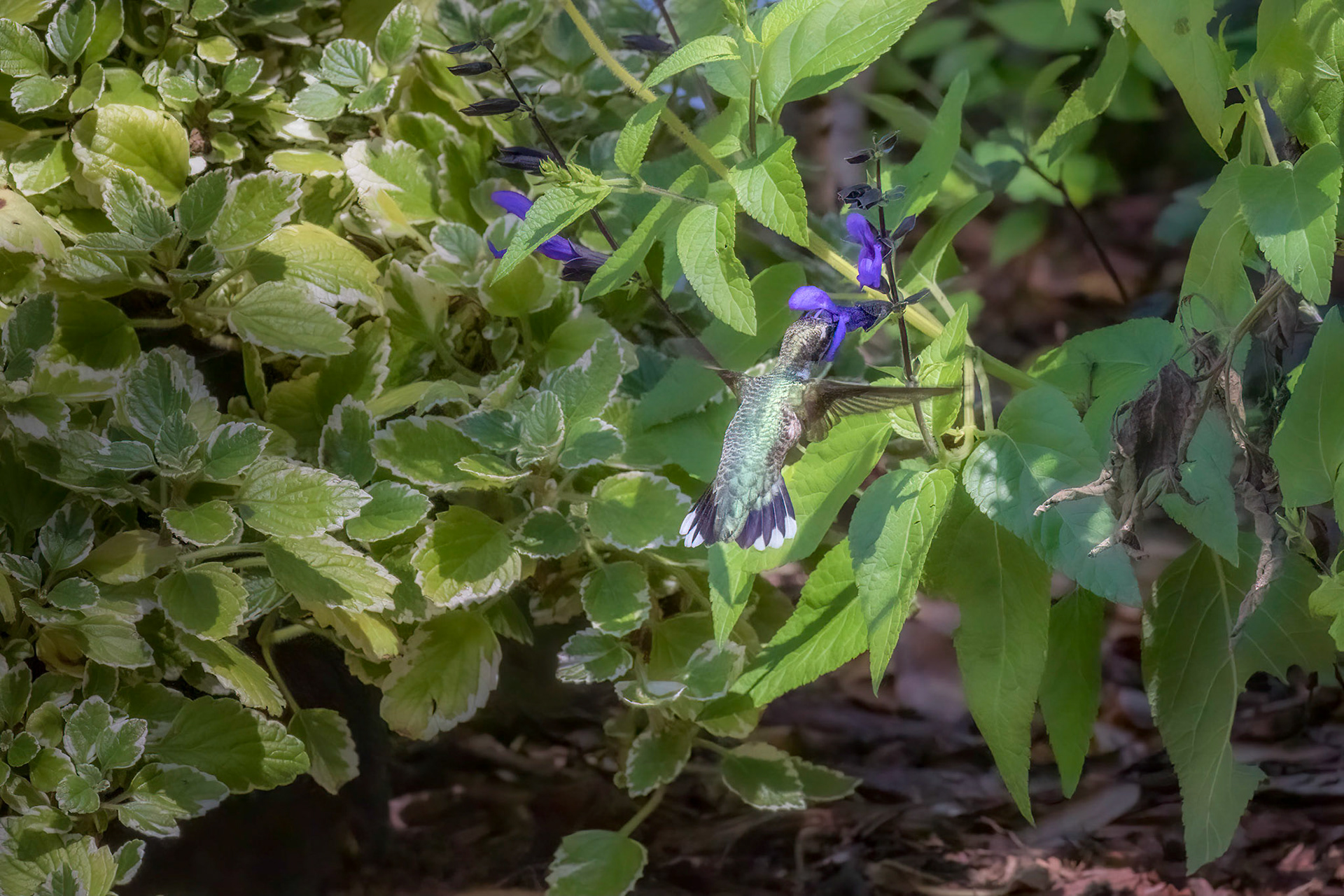 Hummingbird 4, Brunswick County Botanical Gardens