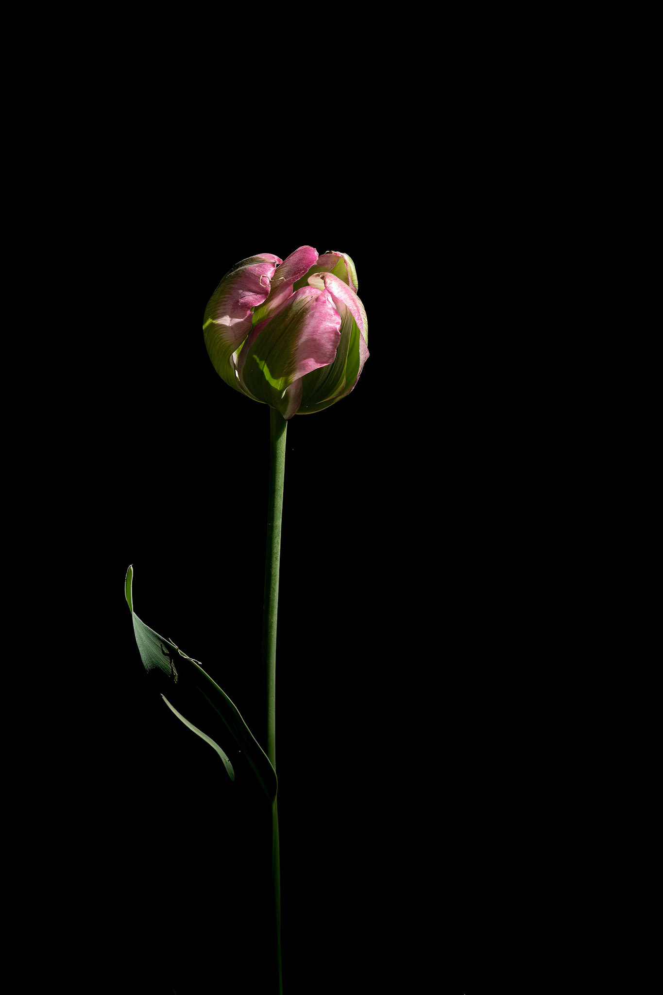 Tulips 11, Airlie Gardens, Wilmington