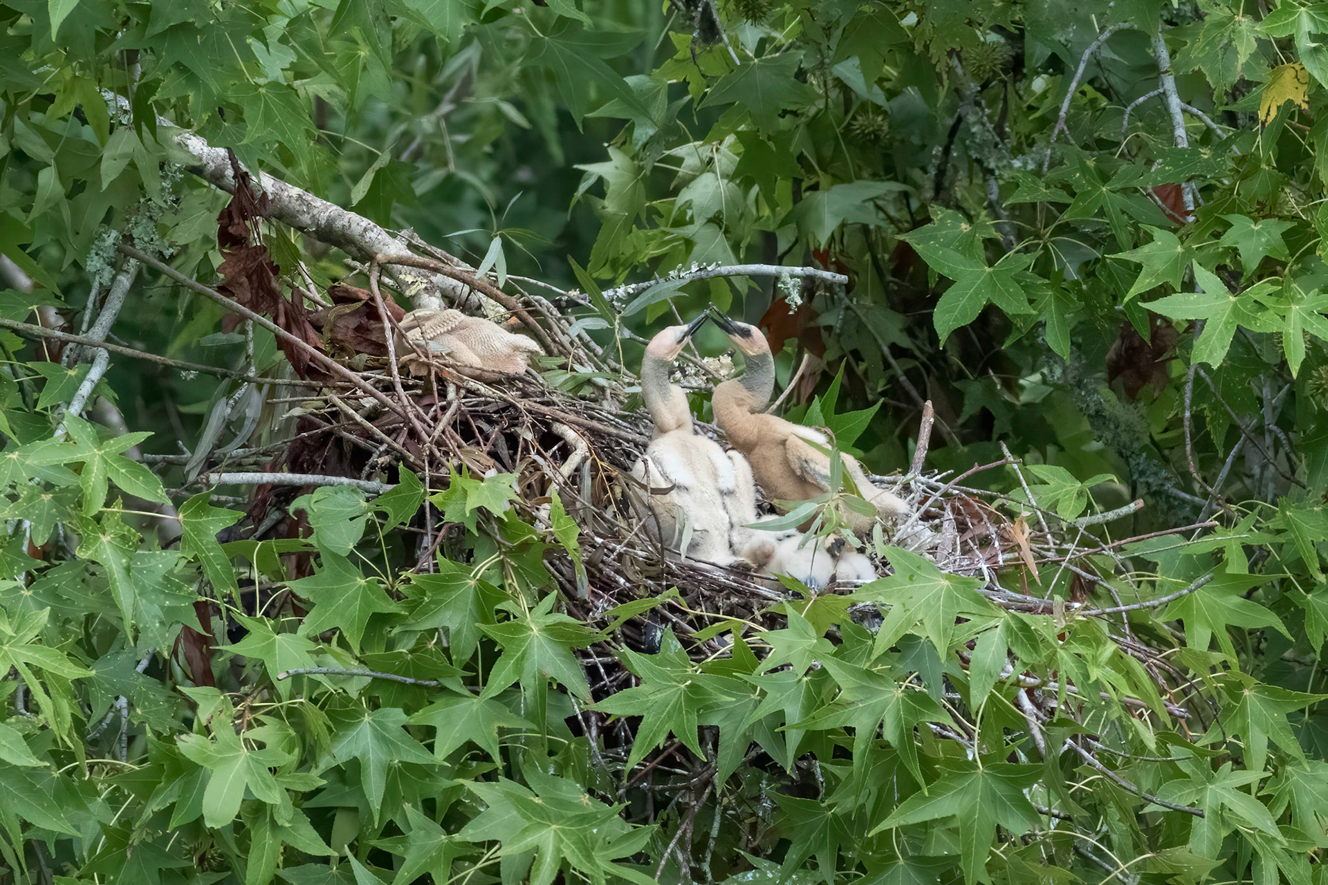 Anhinga nest 3, Sea Trail, Week of July 11, Nest 1