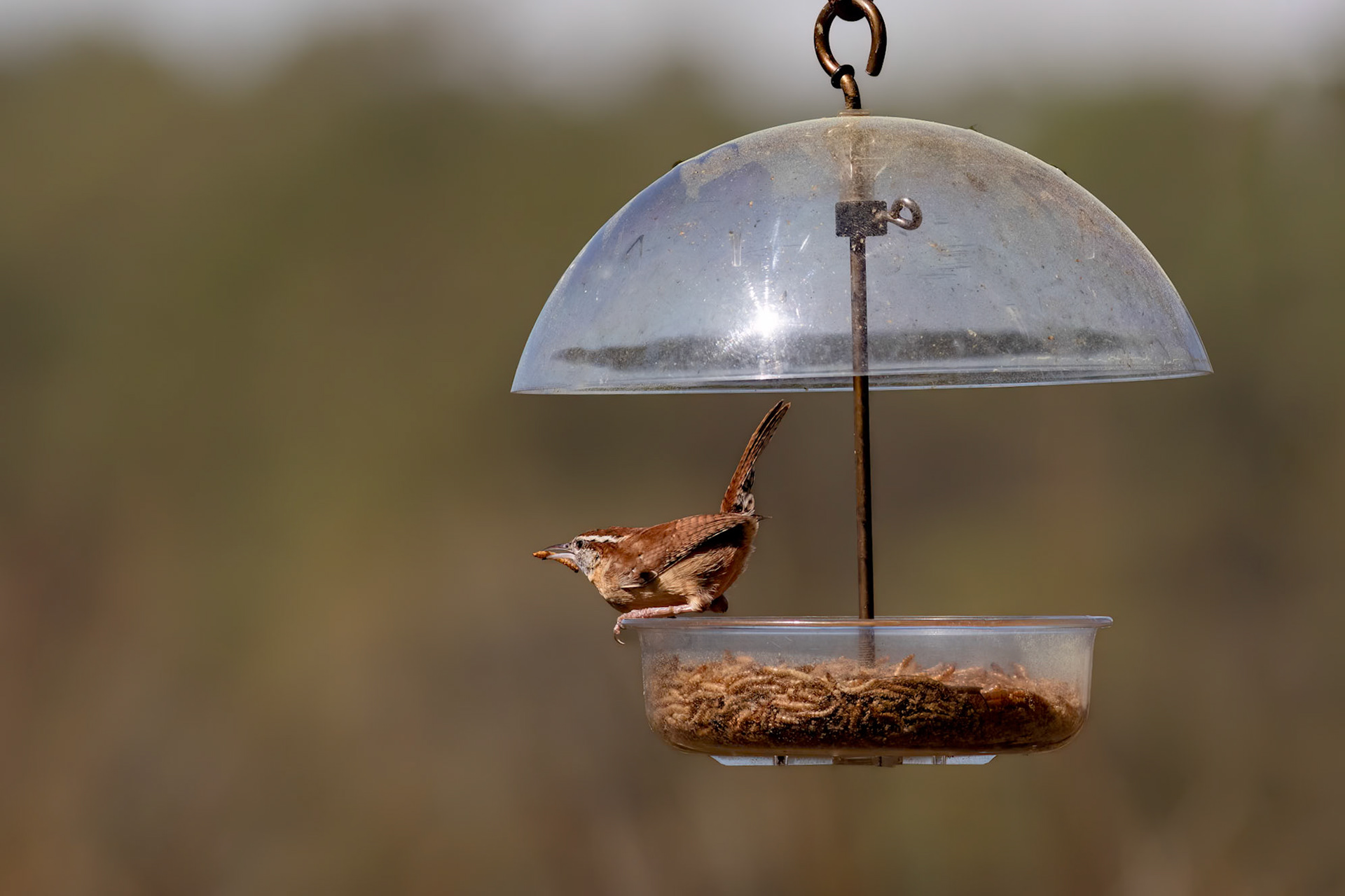 Carolina wren 1, Huntington Beach SC