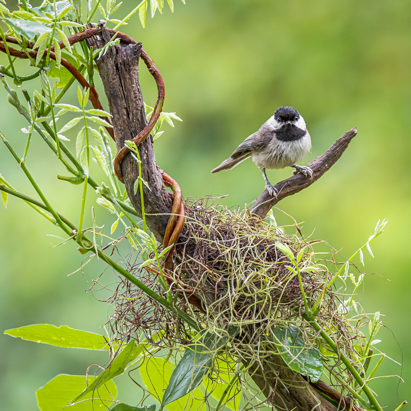 Carolina chickadee 4, The Nut House, Clemson, SC