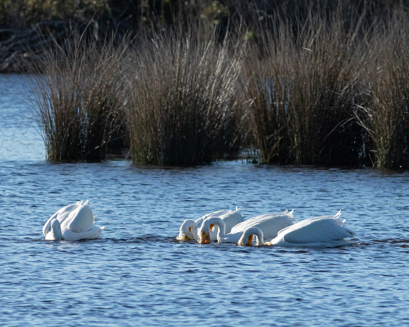 White pelicans 2, Huntington Beach SP, SC