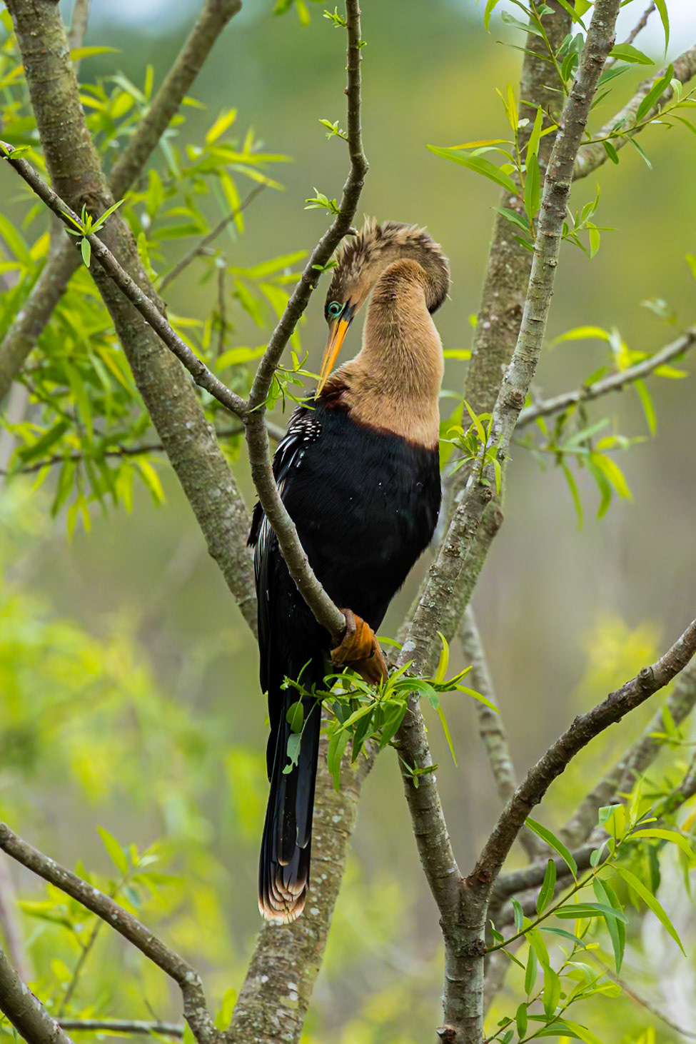 Anhinga 29, Huntington Beach State Park