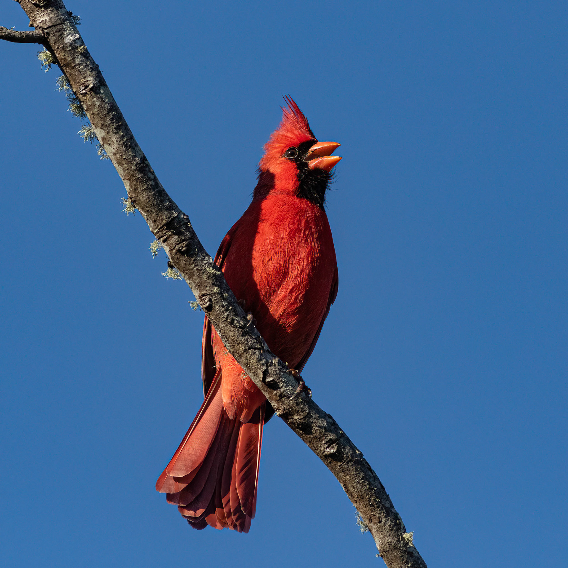 Cardinal 2, Huntington Beach SC