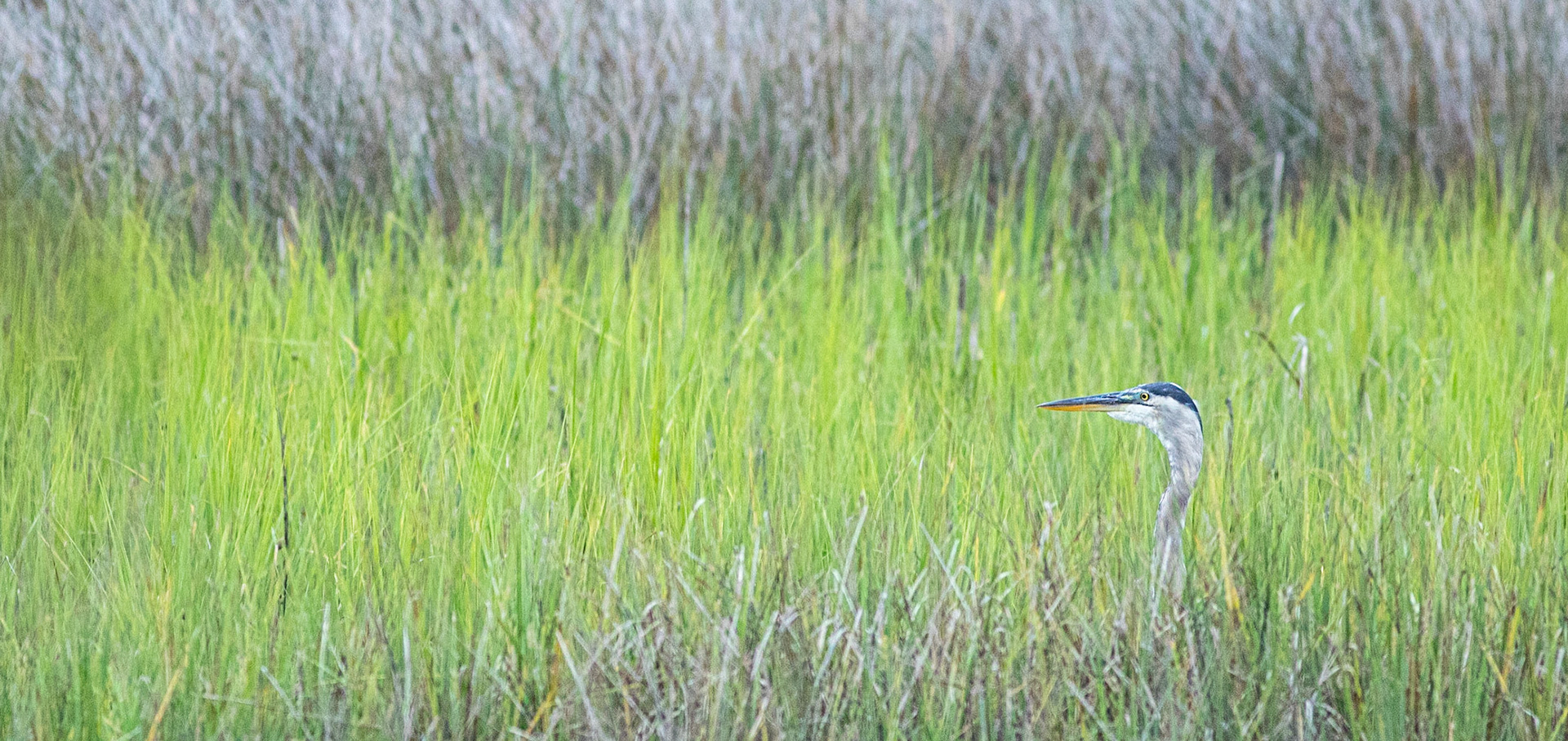 Great blue heron 46, Shallotte Riverwalk