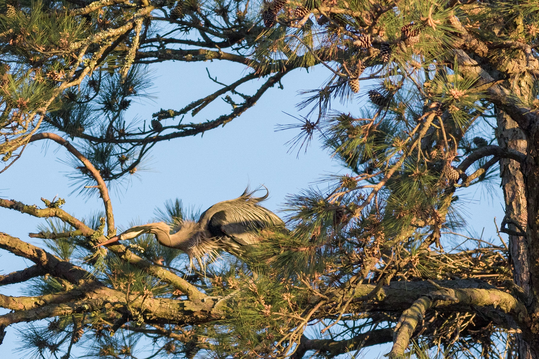 Rookery 32, Sea Trail