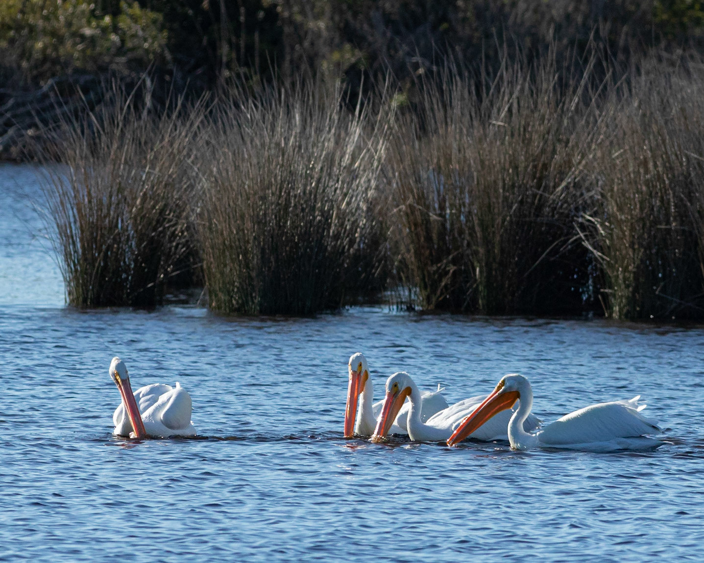 White pelicans 1, Huntington Beach SP, SC