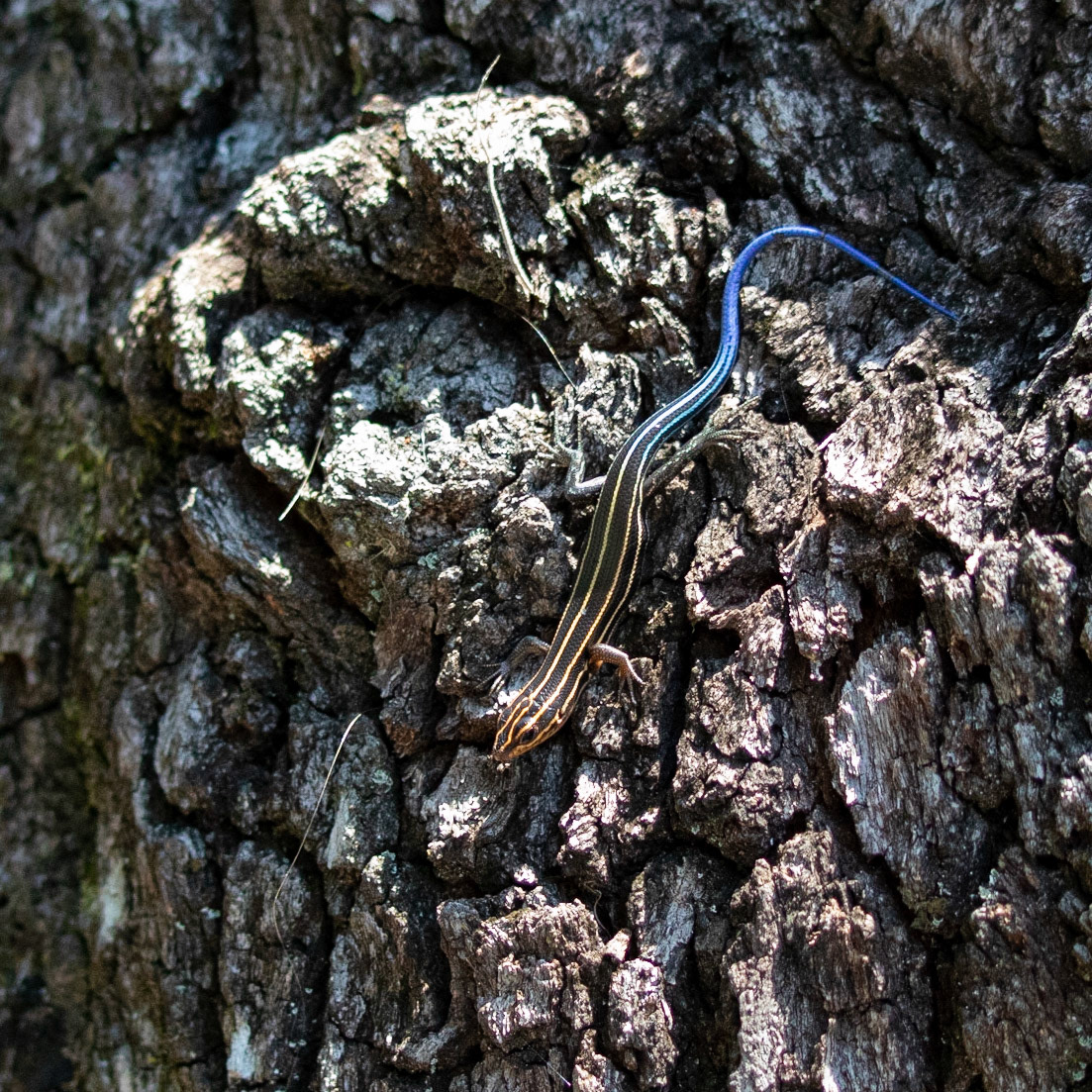 Salamander 1, Airlie Gardens